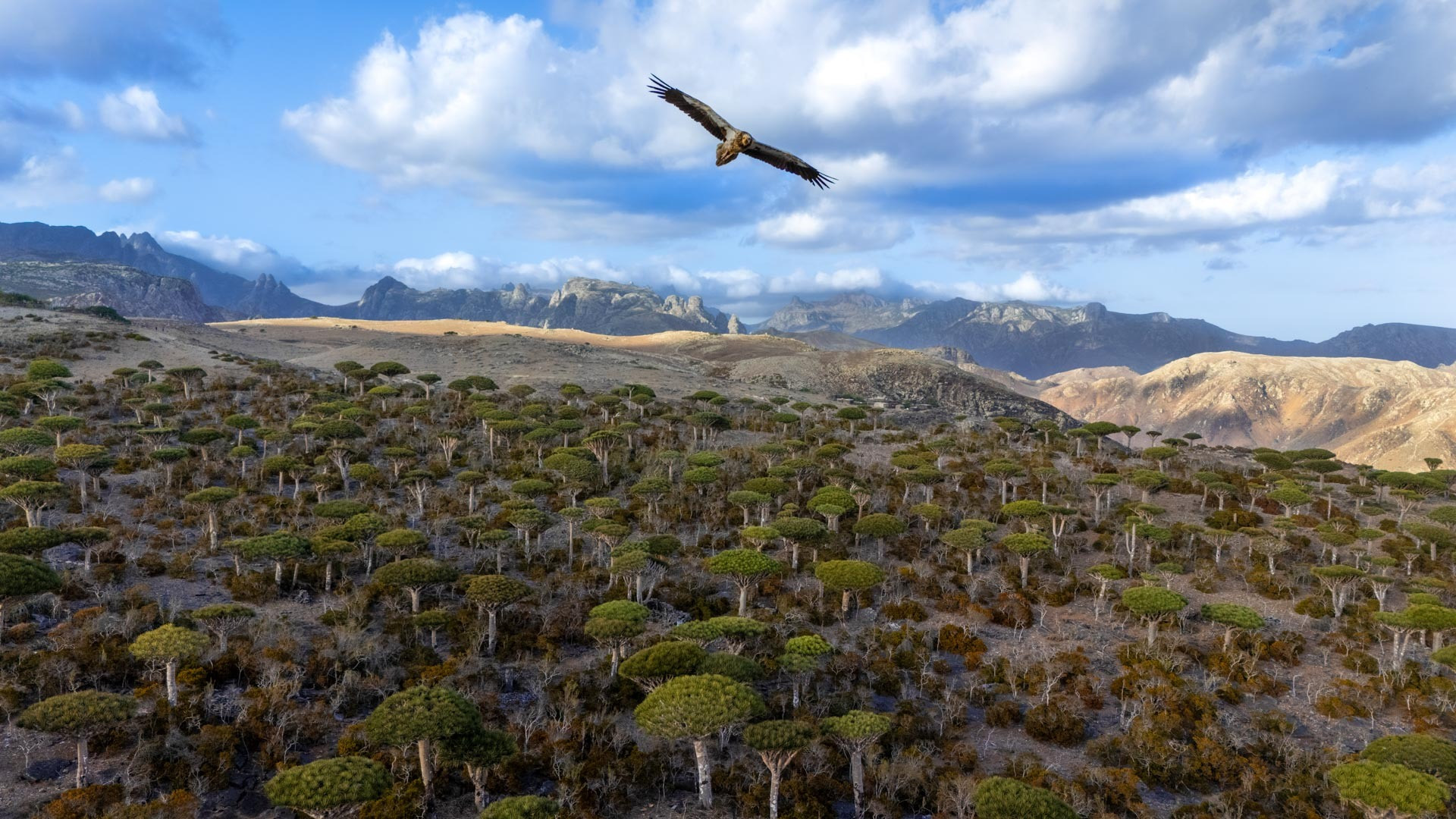 Flying over the Dragons