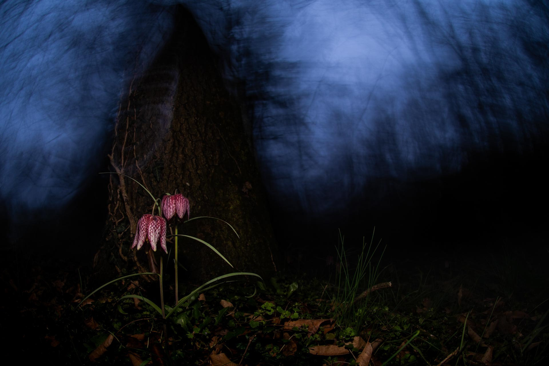 Fritillary at Dusk
