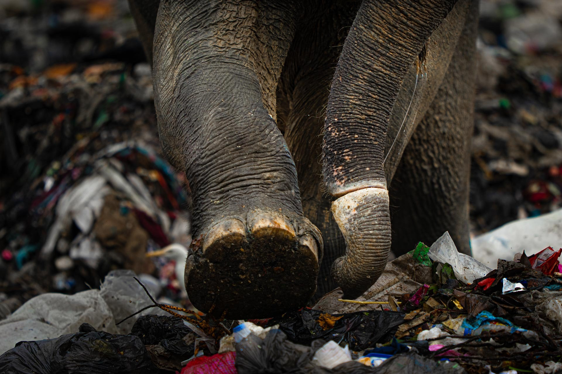 Landfill Giant