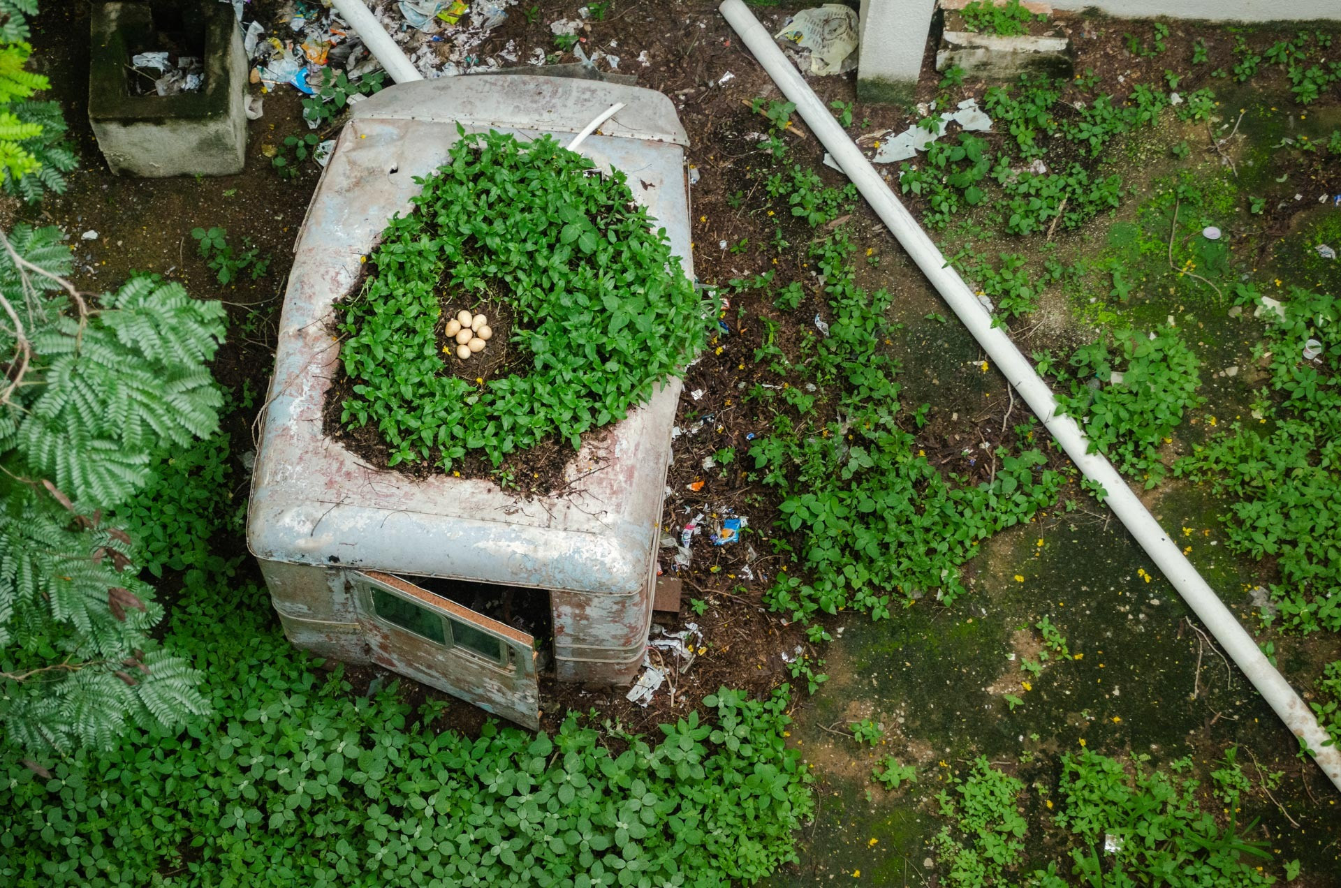 The Real Estate of a Peahen