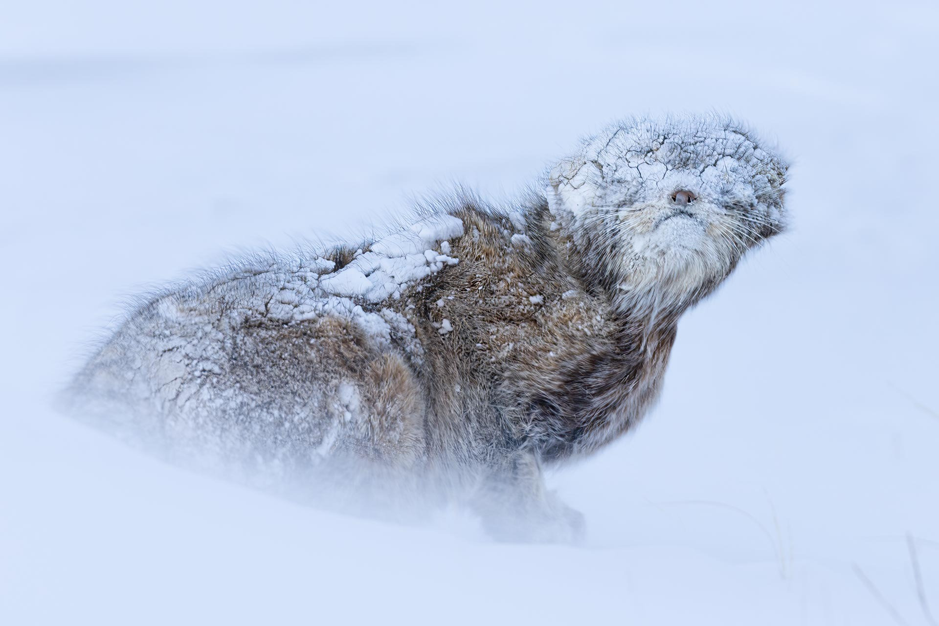 Shrouded in Snow