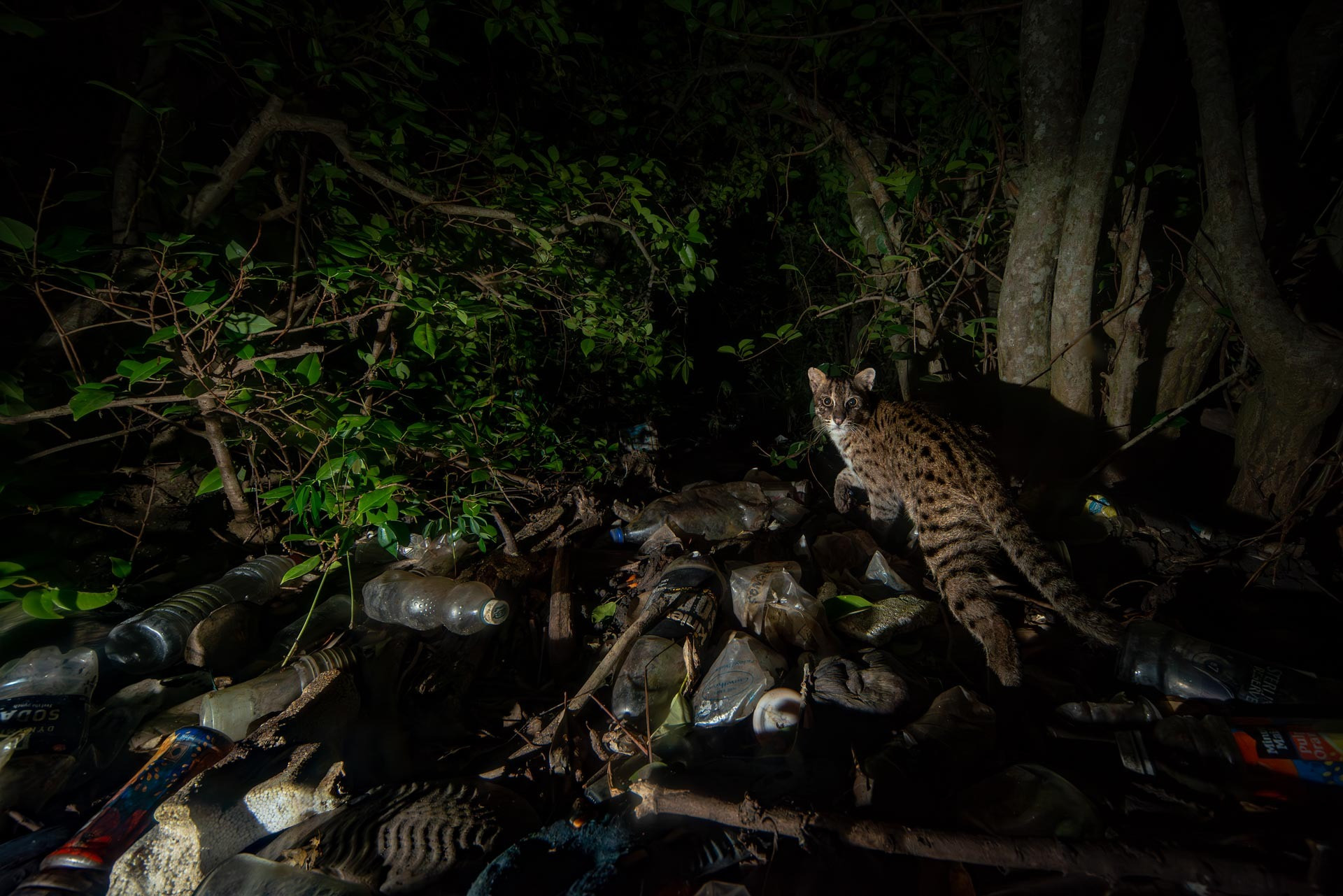 Cat, Camera, and Our Consequences