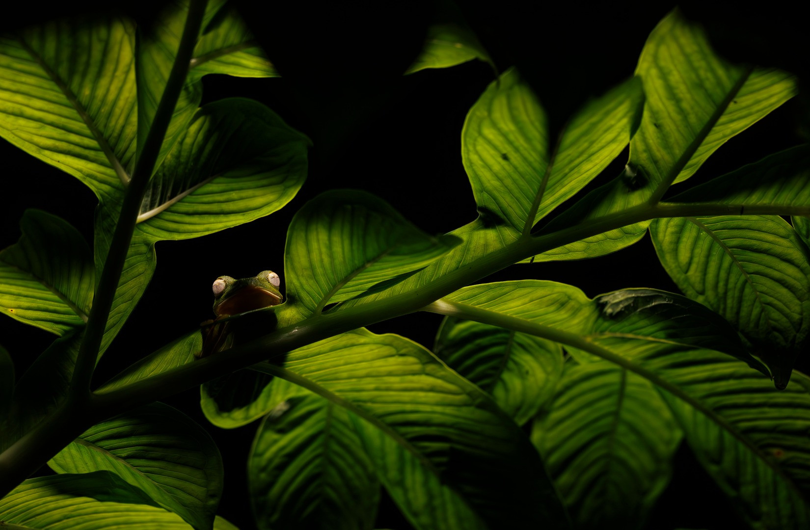 Green Within Green