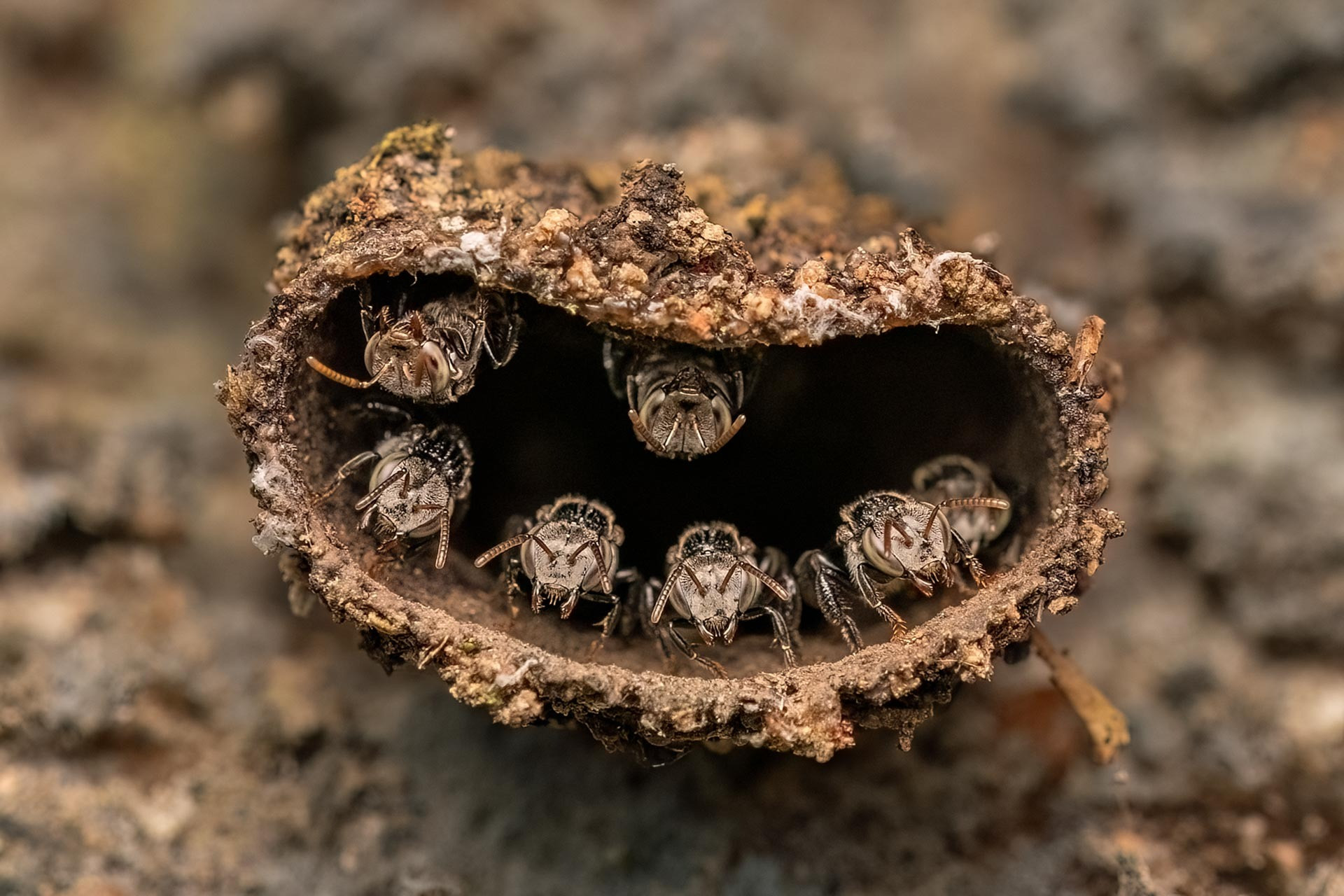 Guardians of the Hive