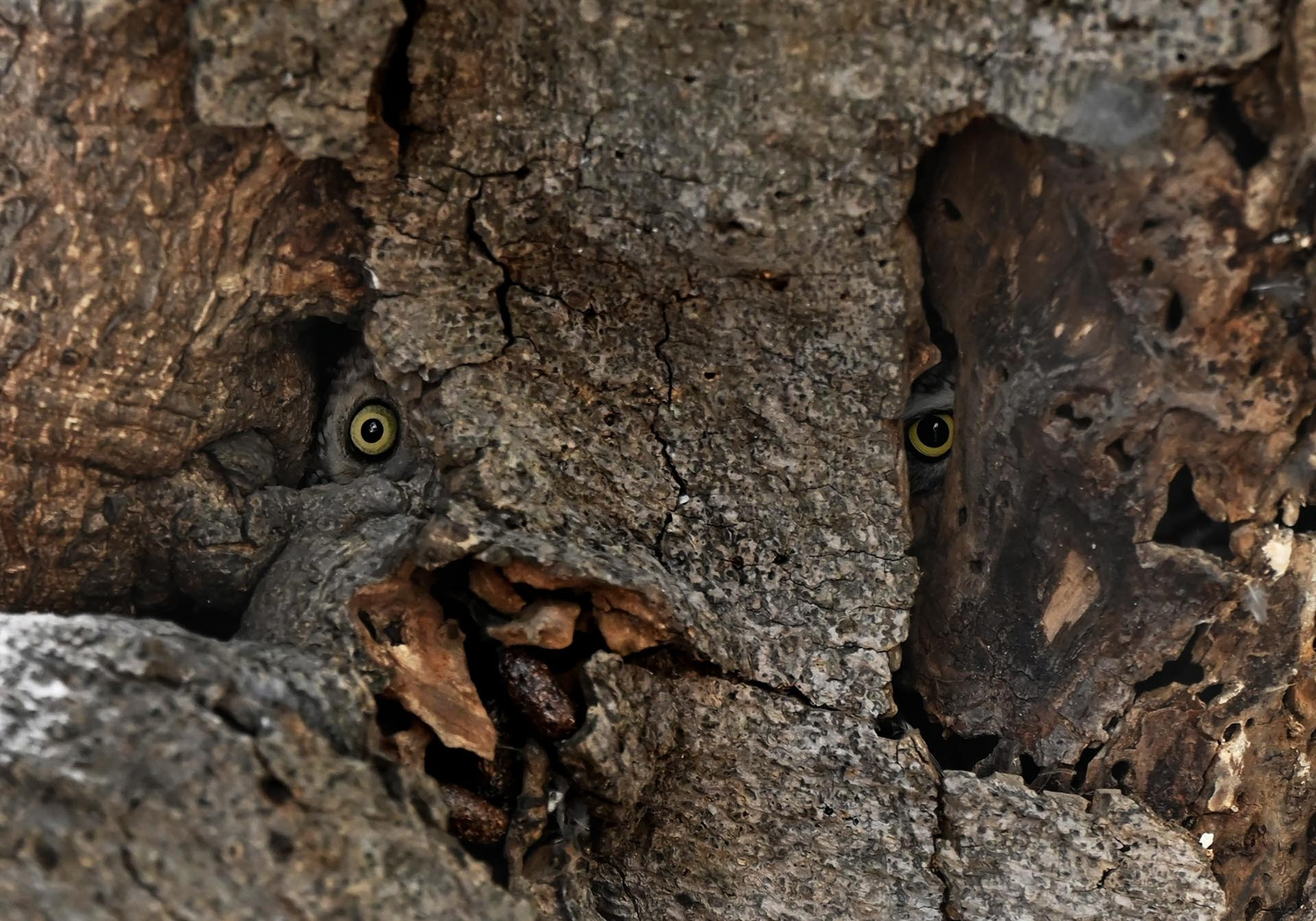 The Watchers