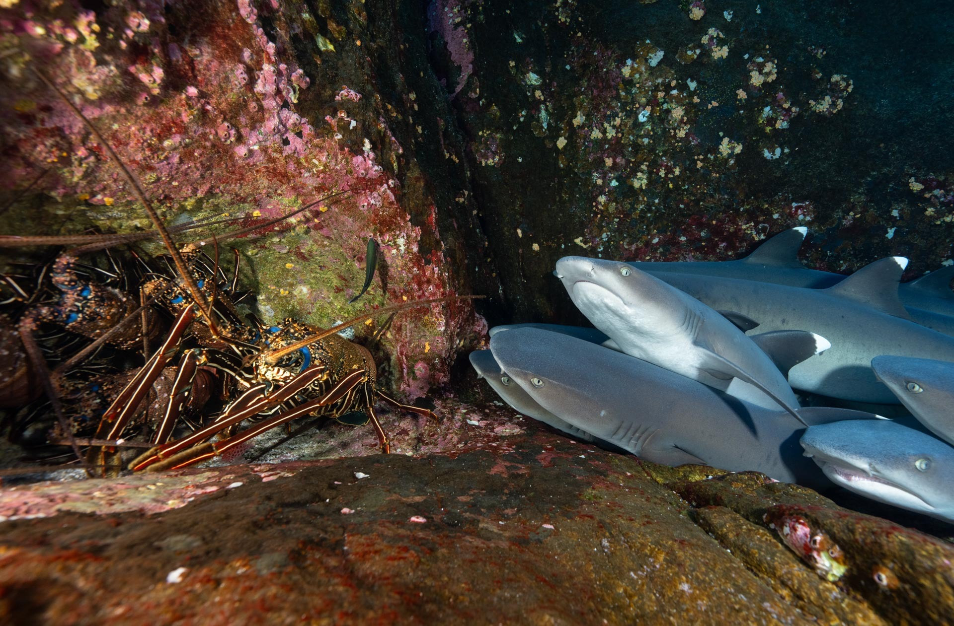 Crevice Companions