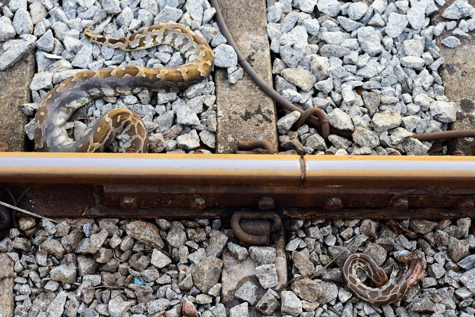 Crossing the Tracks