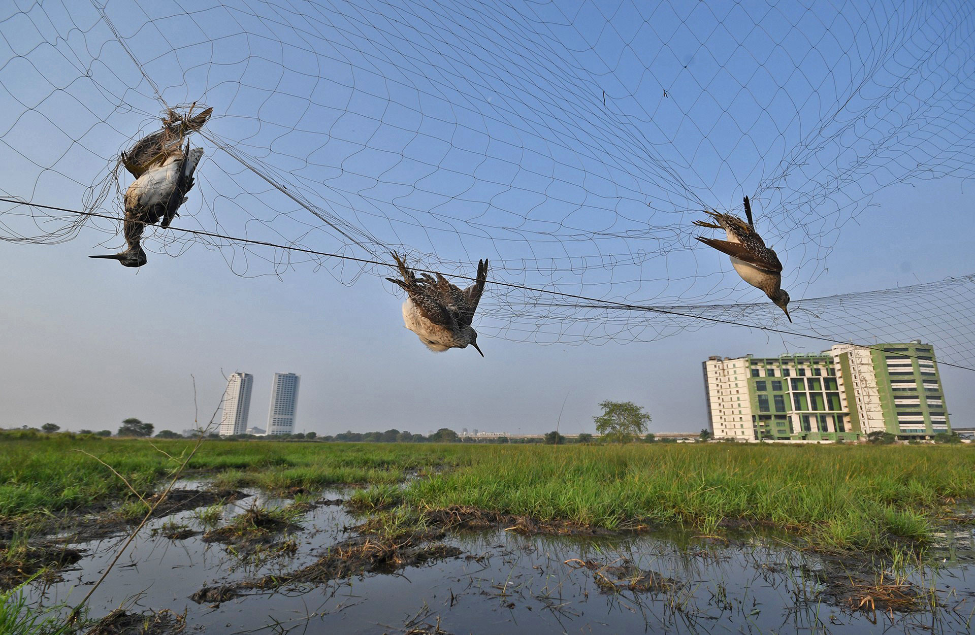   Done      conservation issues special mention abhijit addya dsc      | Nature Infocus