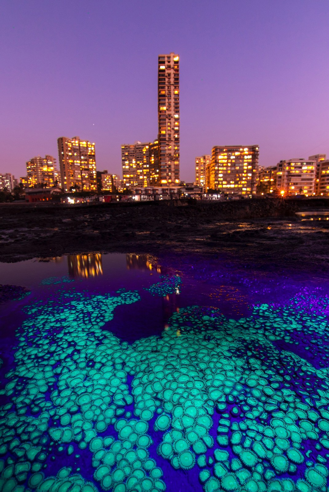 - Nature inFocus Photography Awards 2019: The Winners | Nature inFocus
