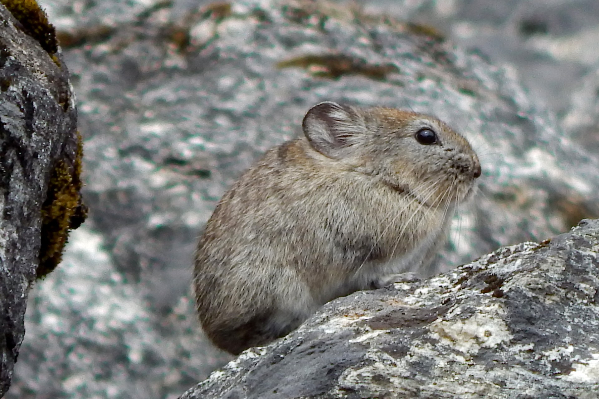 Pika in the Himalayas