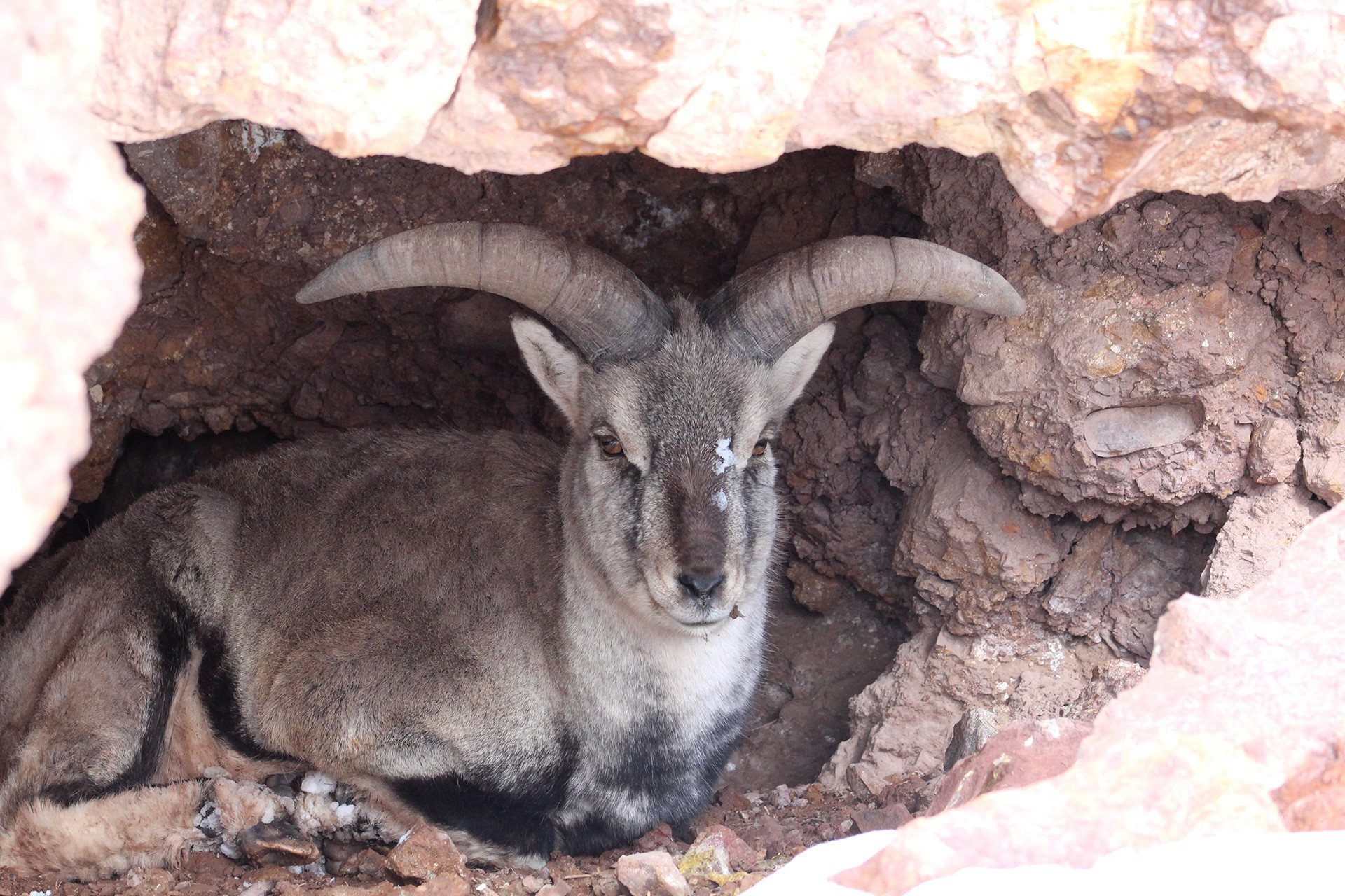 Male Blue Sheep in Tsaba Valley, Ladakh