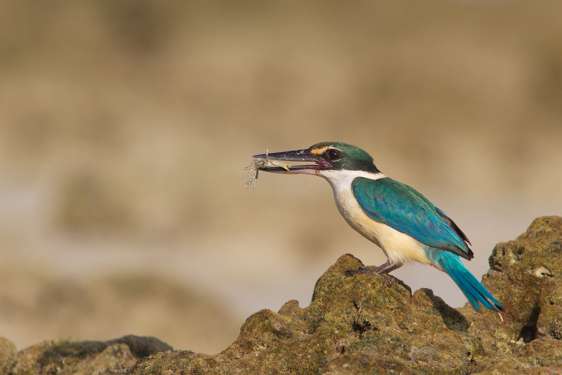 Collared Kingfisher (Todiramphus chloris)