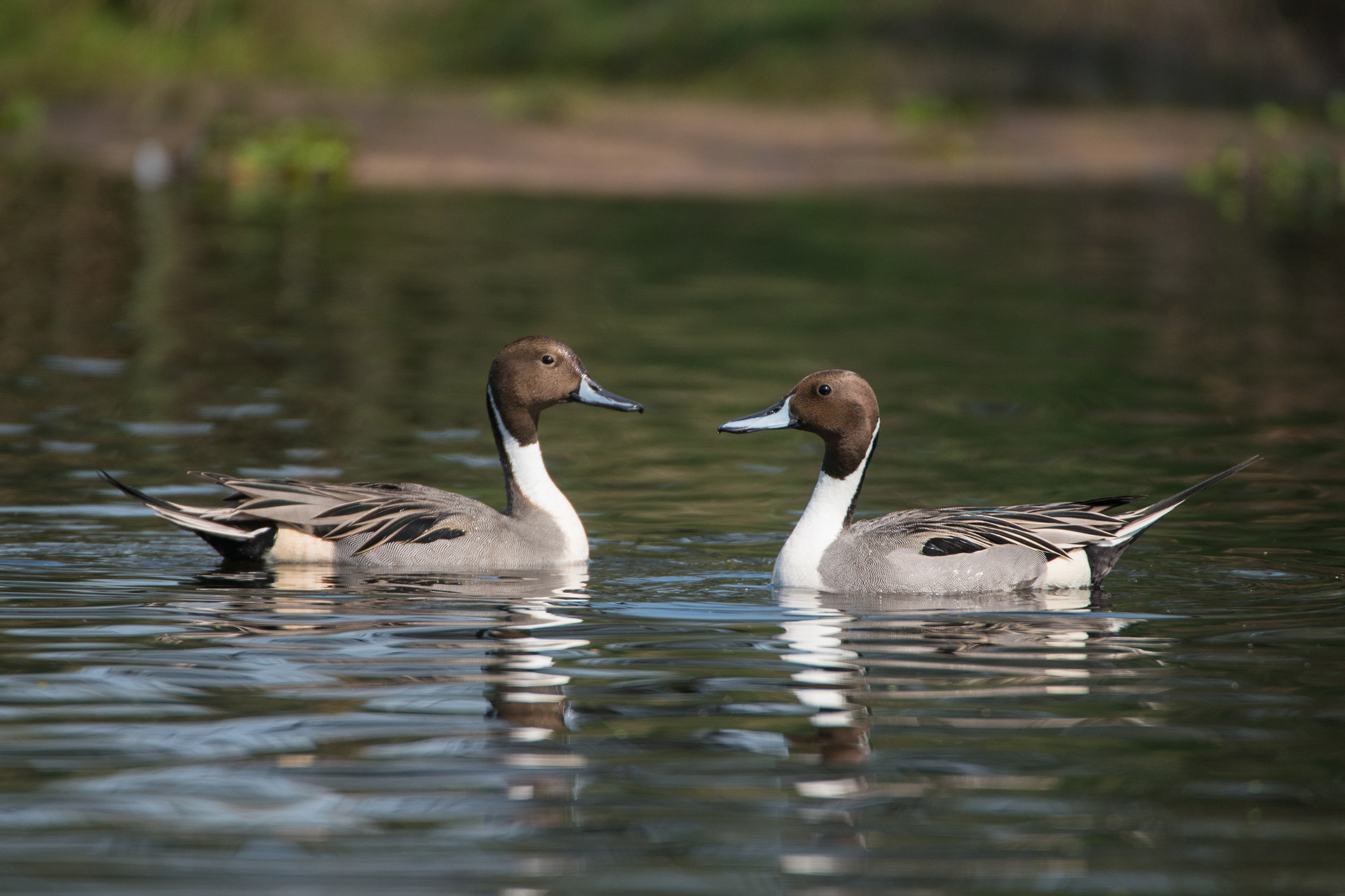 Northern Pintail (Anas acuta)