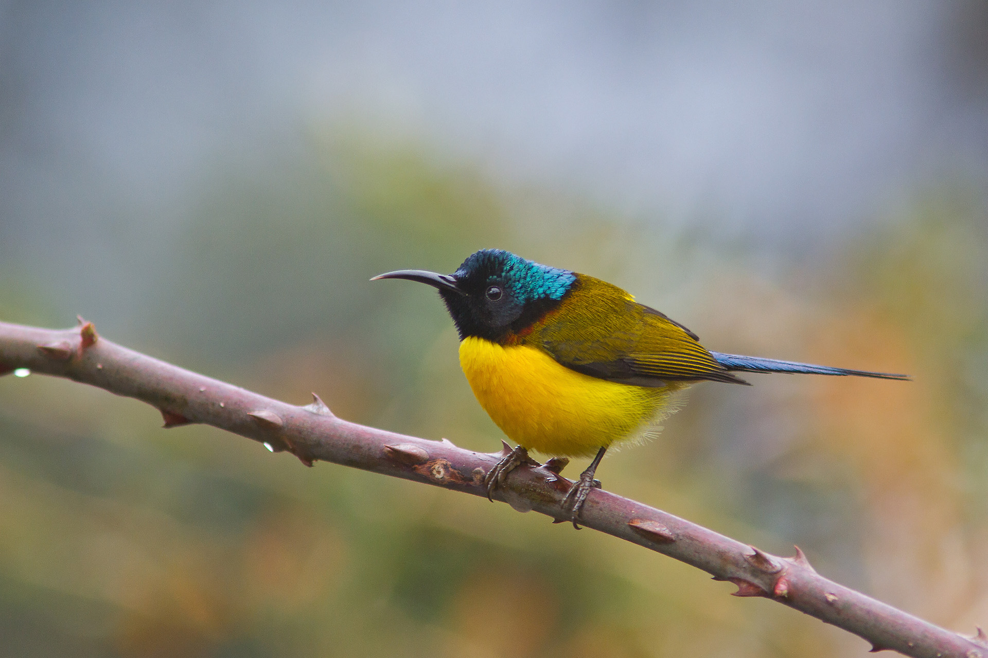 Green-tailed Sunbird (Aethopyga nipalensis)