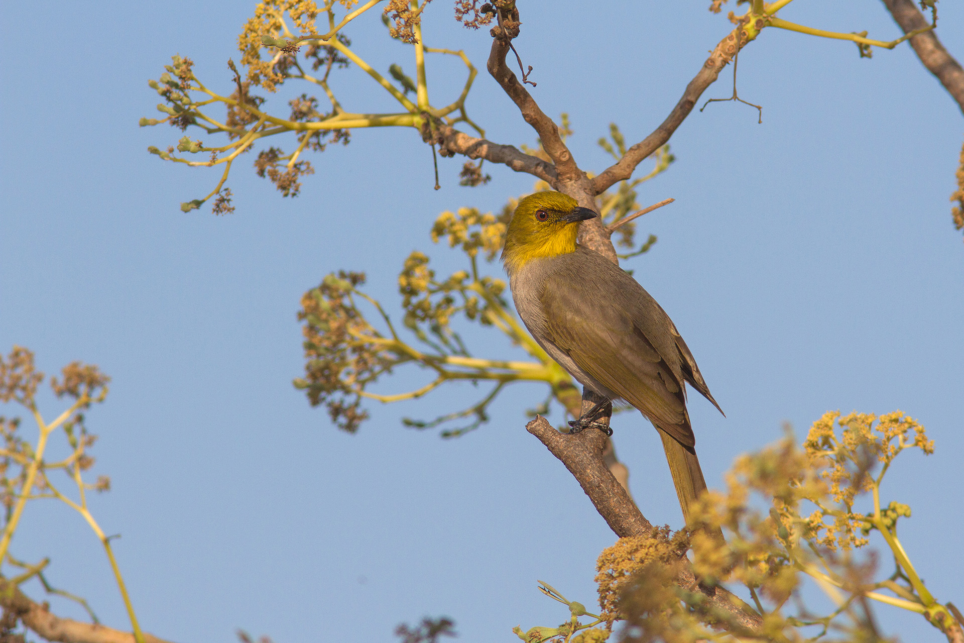 Yellow-throated Bulbul (Pycnonotus xantholaemus)
