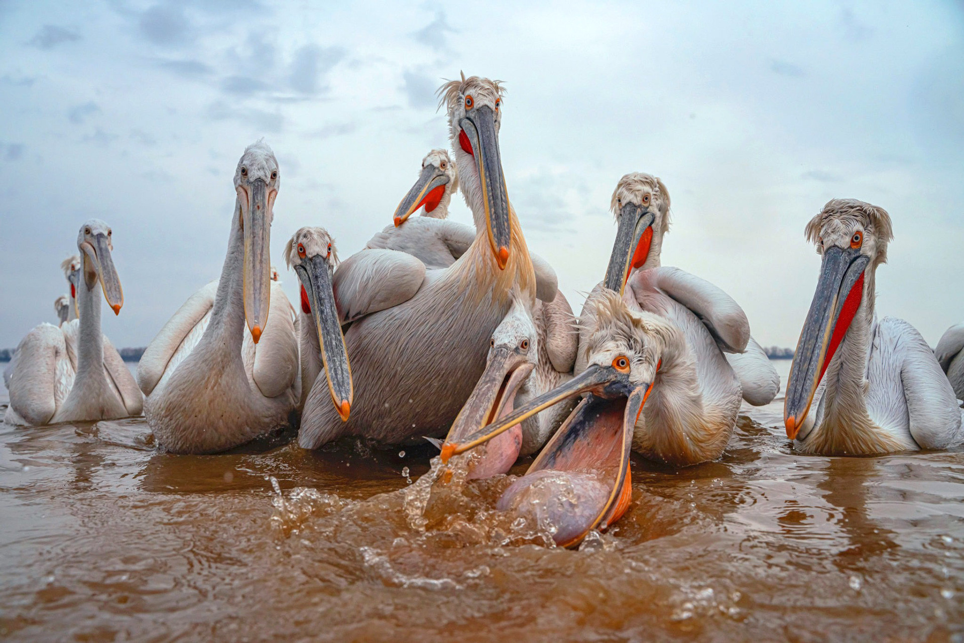 Dalmatian Pelicans in Kerkini Lake National Park in Greece