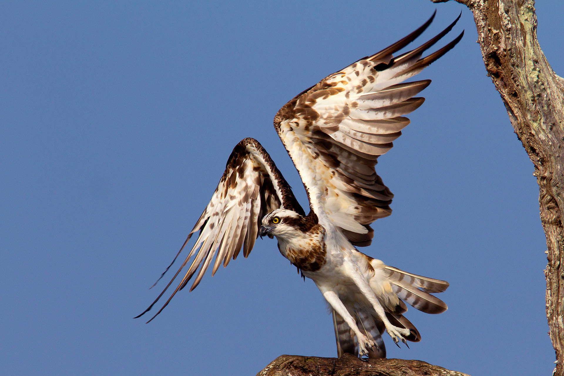 Osprey (Pandion haliaetus)
