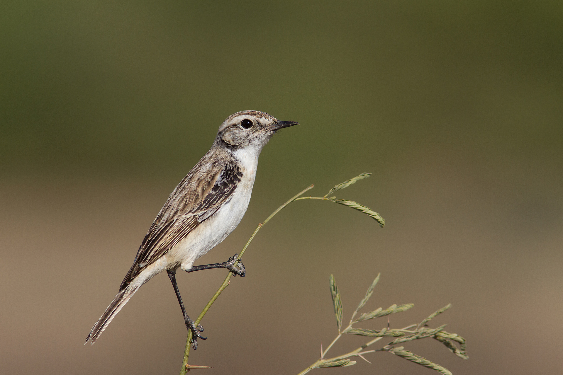 White-browed Bushchat or Stoliczka's Bushchat