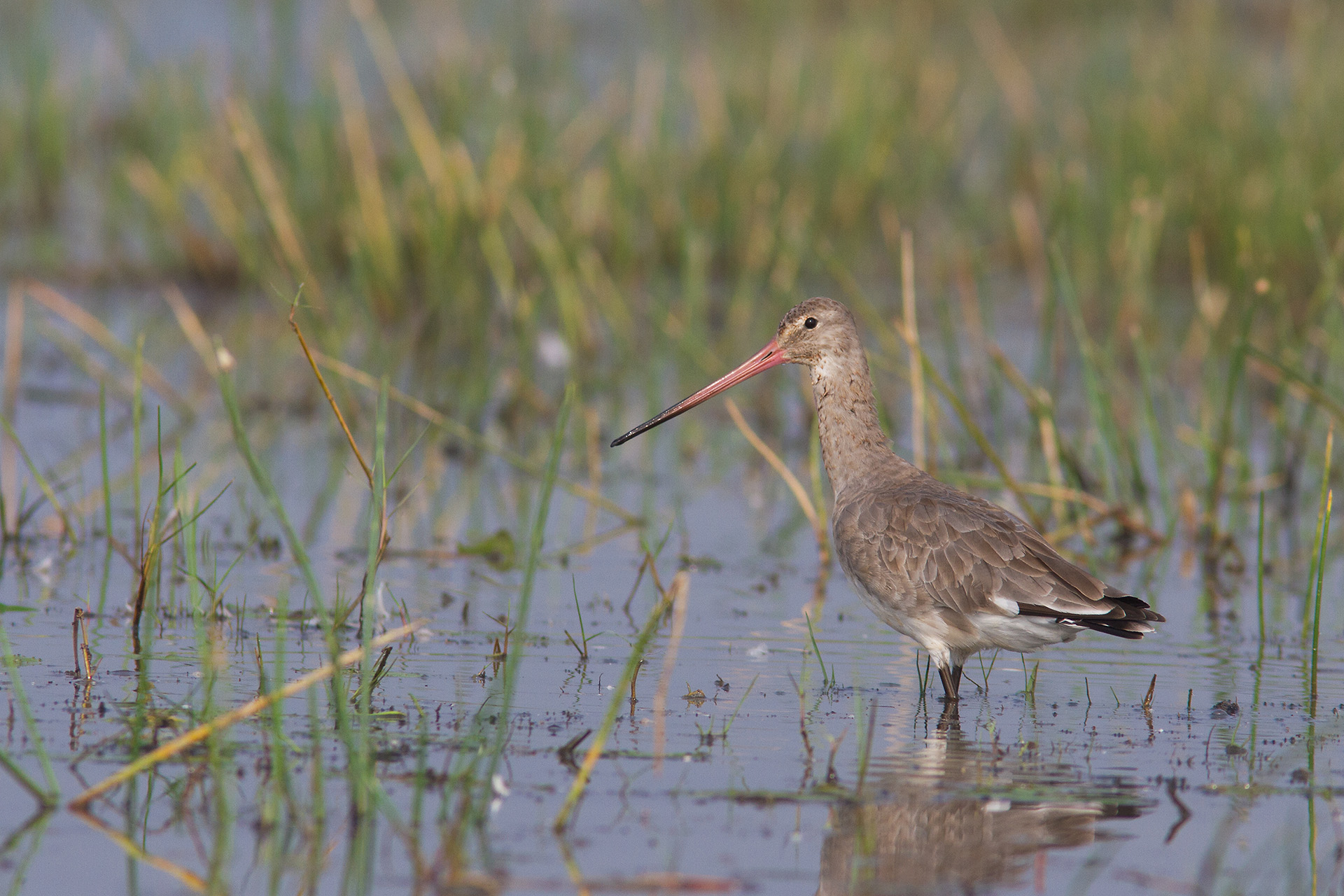 Black-tailed Godwit (Limosa limosa)