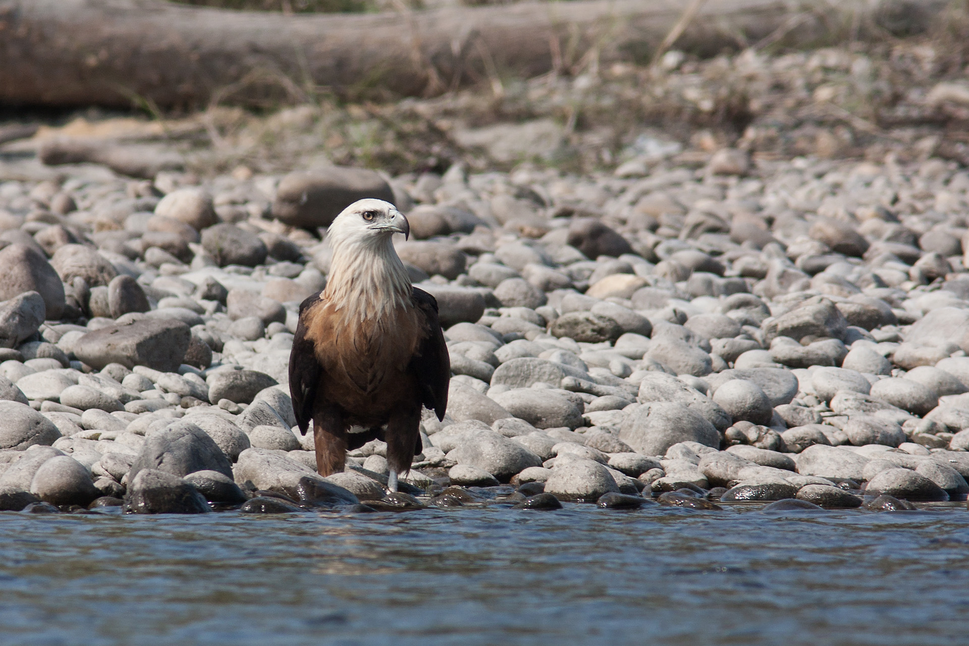 Pallas's Fish Eagle (Haliaeetus leucoryphus)