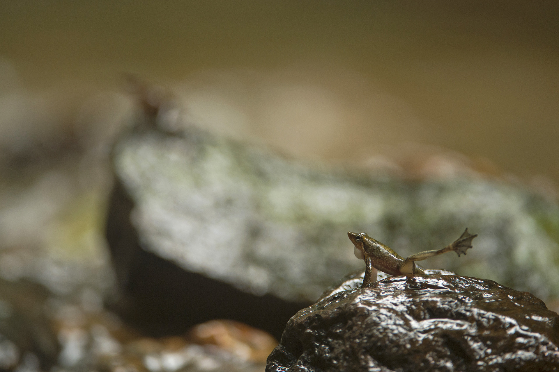 Kottigehar Dancing frog in a stream in Kathalekan