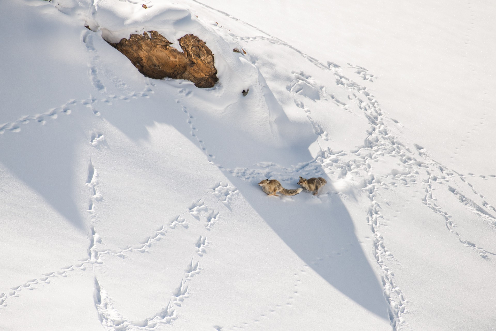 Red Fox courtship display in Kibber