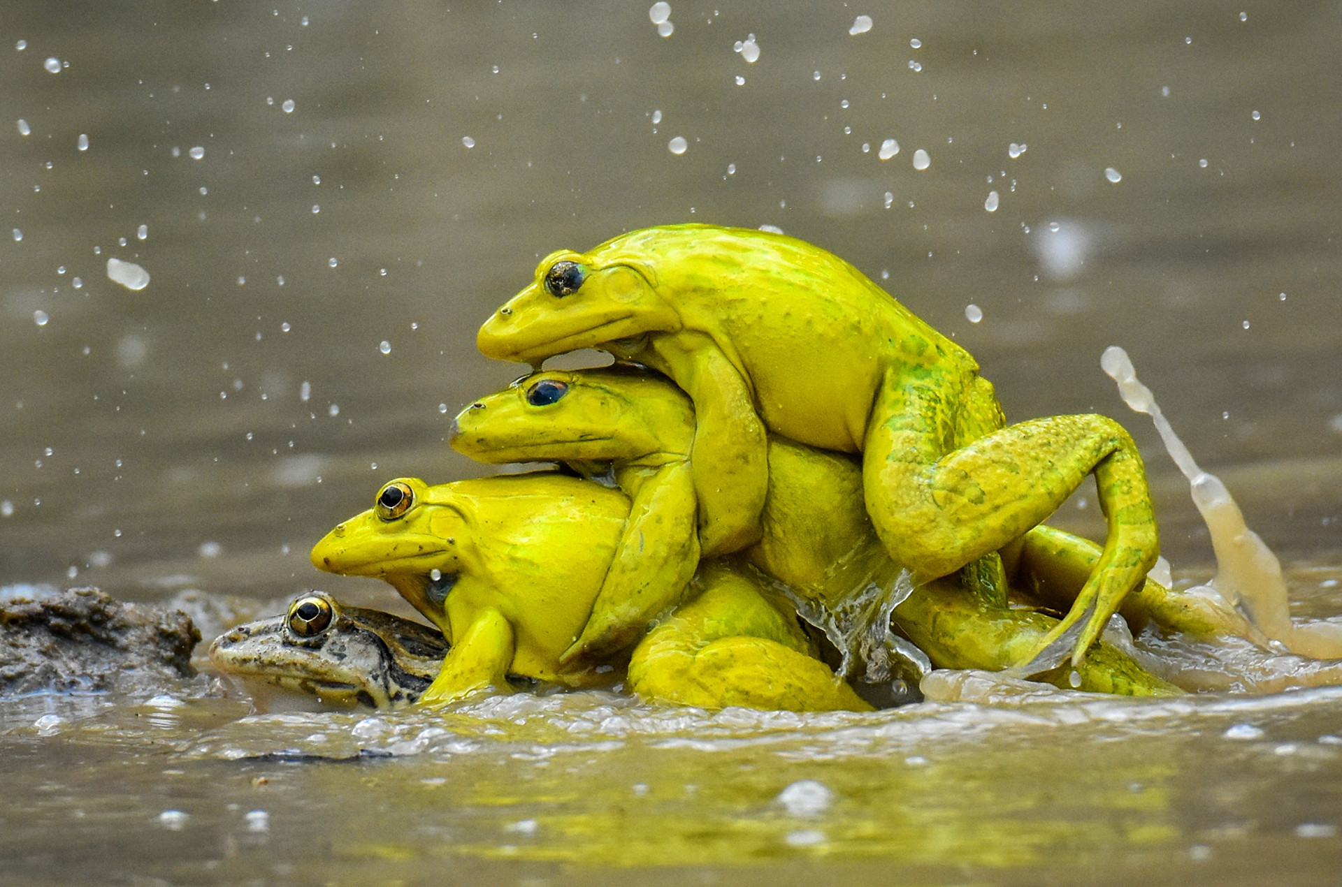 Indian Bullfrogs yellow colour mating rush