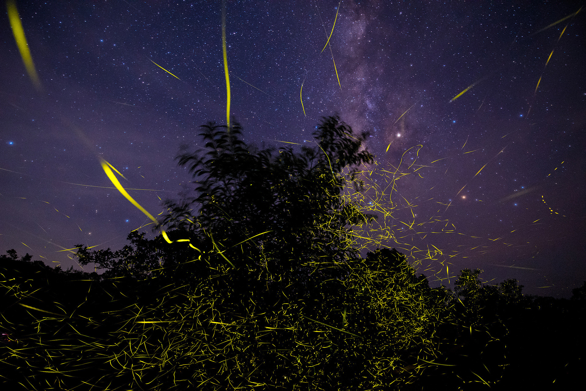 Pending viraj ghaisas - Captivating Courtship Rituals From The Animal Kingdom | Nature inFocus