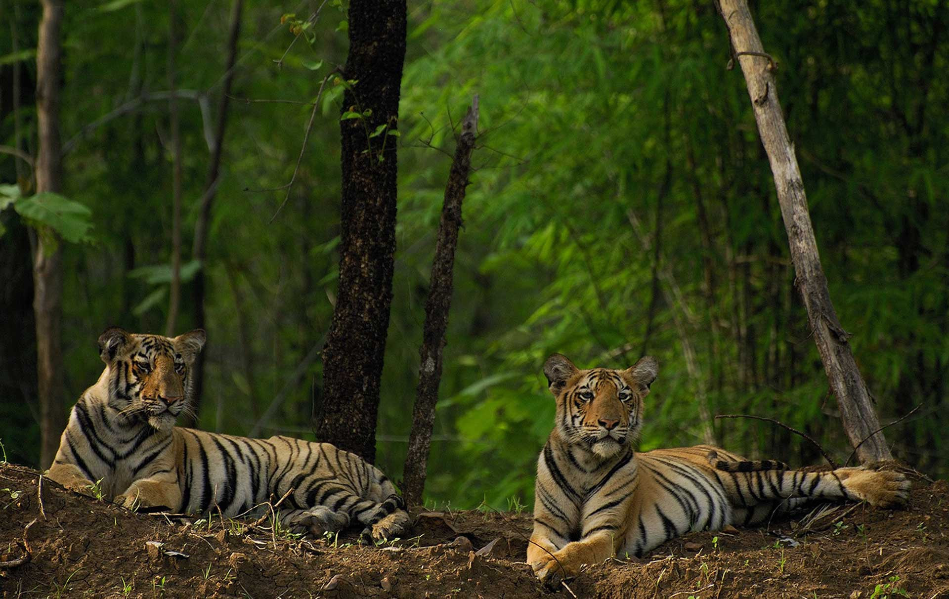   royal siblings | Nature Infocus