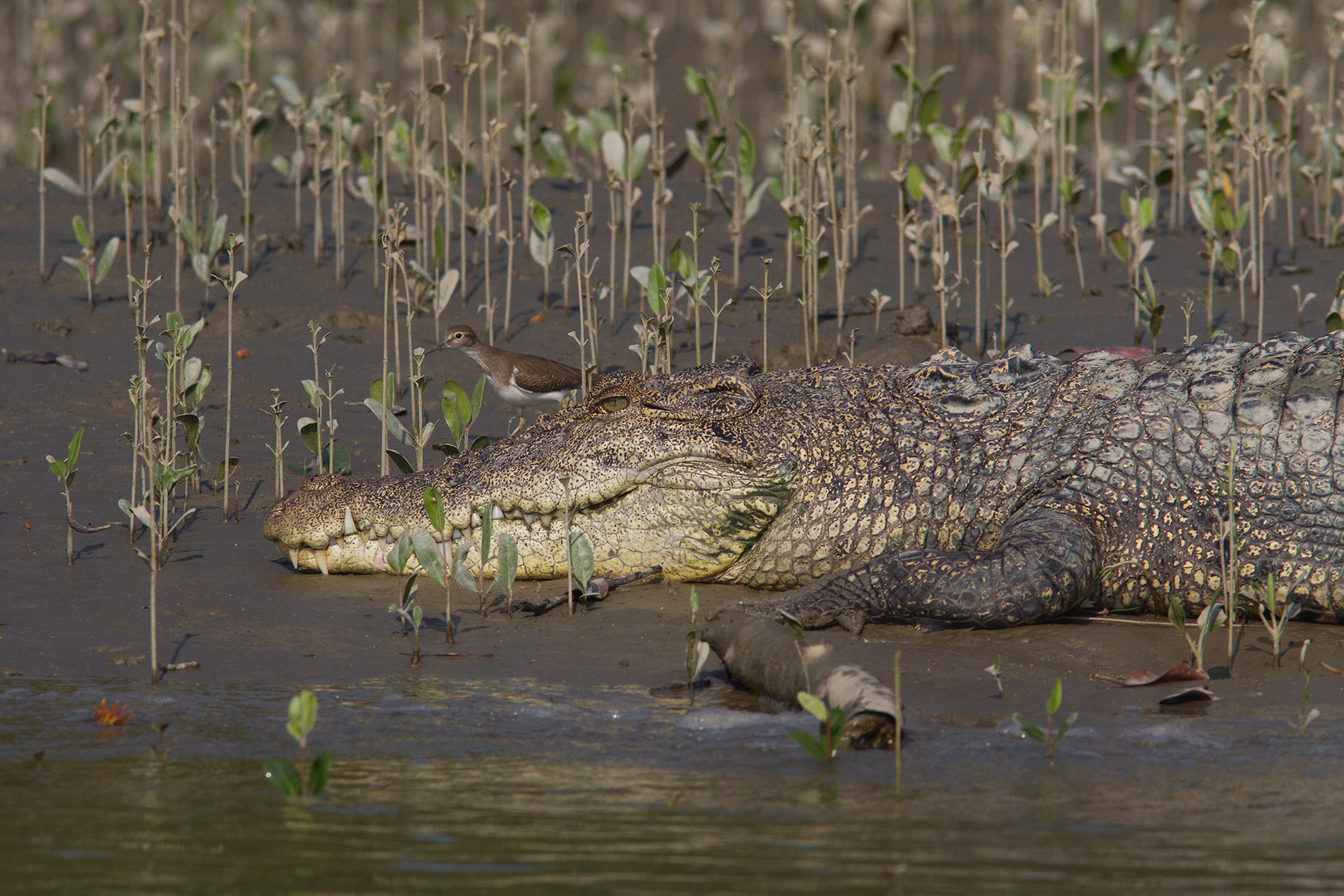 Common Sandpiper and an Estuarine Crocodile