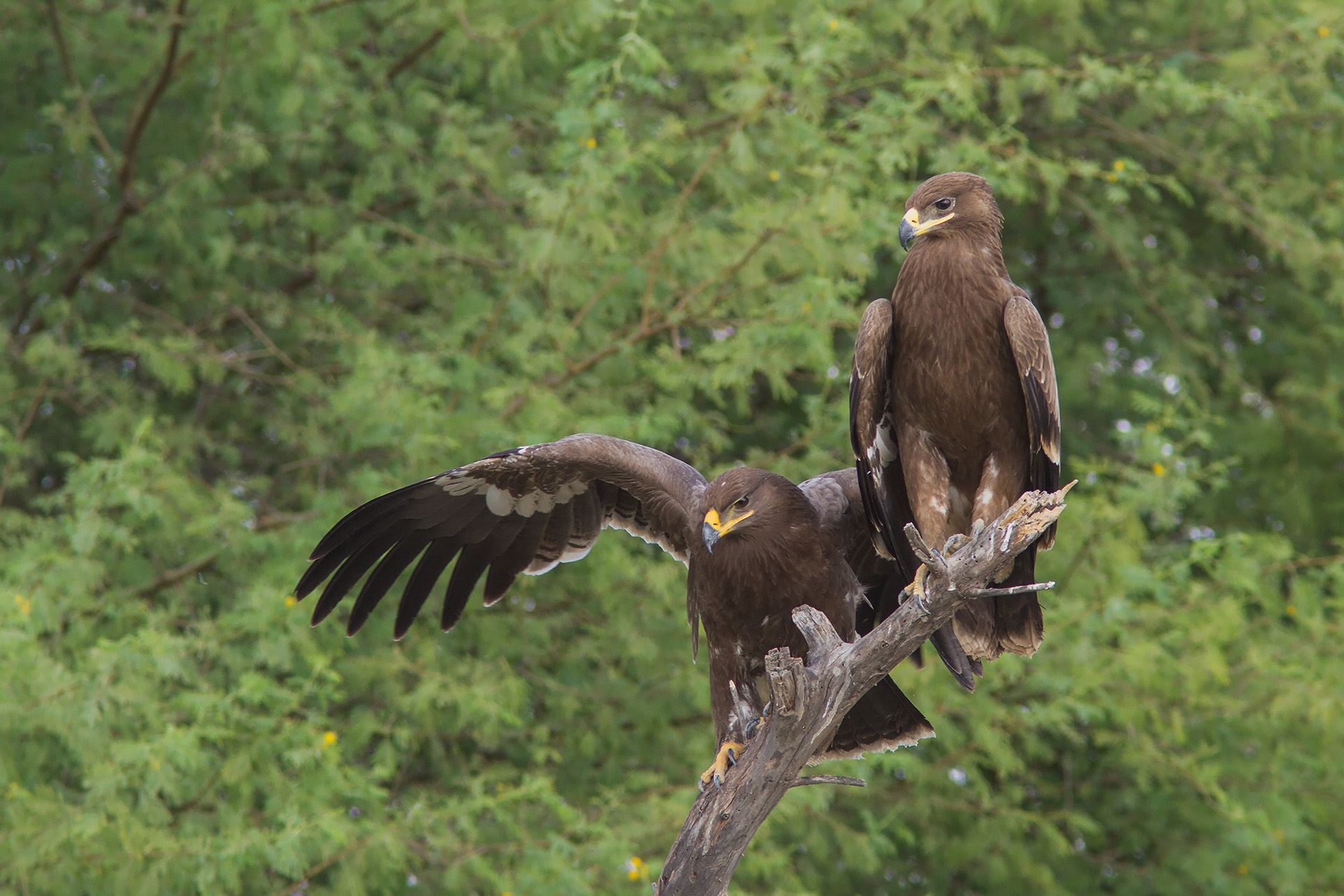 Steppe Eagle (Aquila nipalensis)