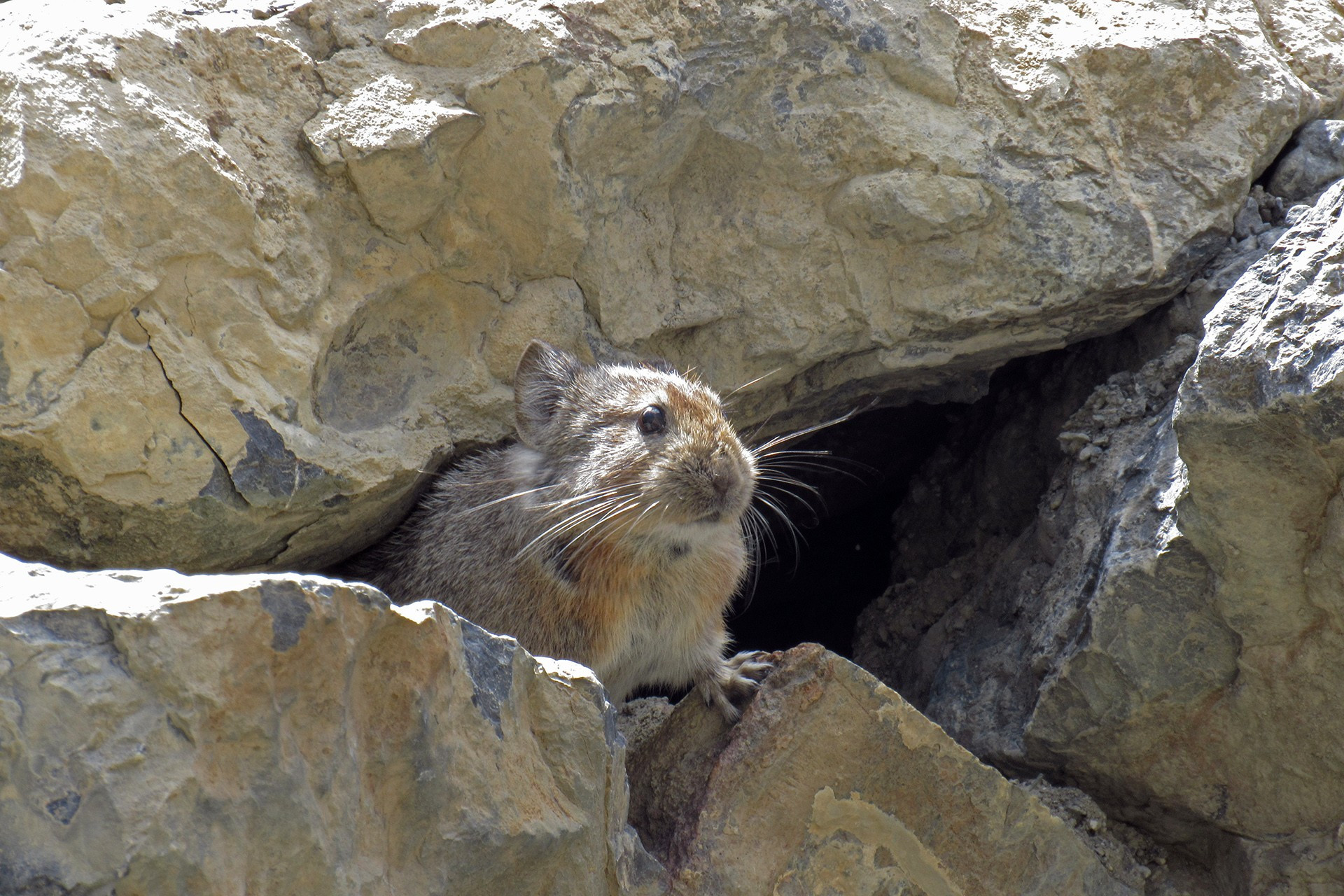 Pika peeking out of its home