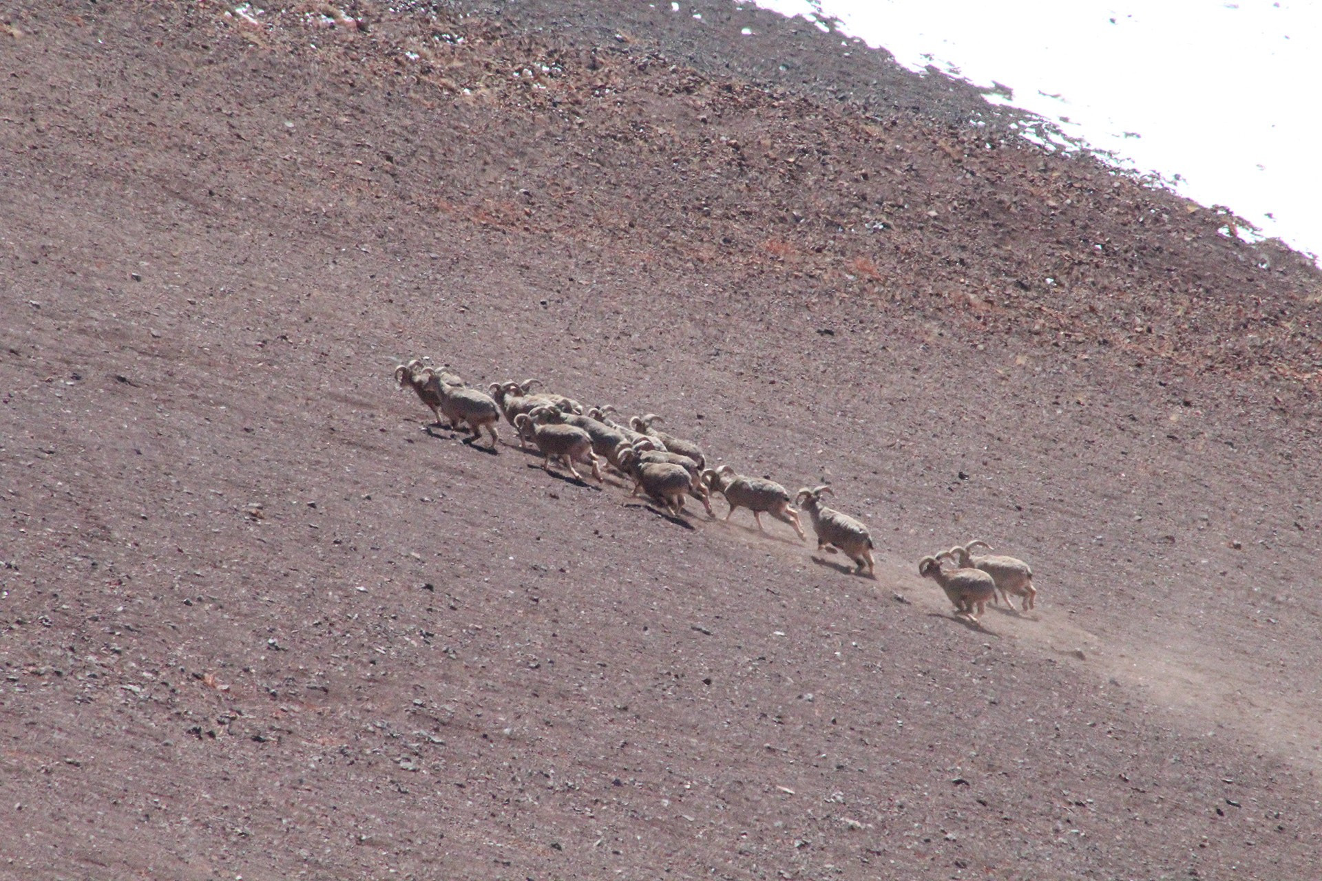 A herd of Blue Sheep or Bharal in Puyul Valley, Ladakh