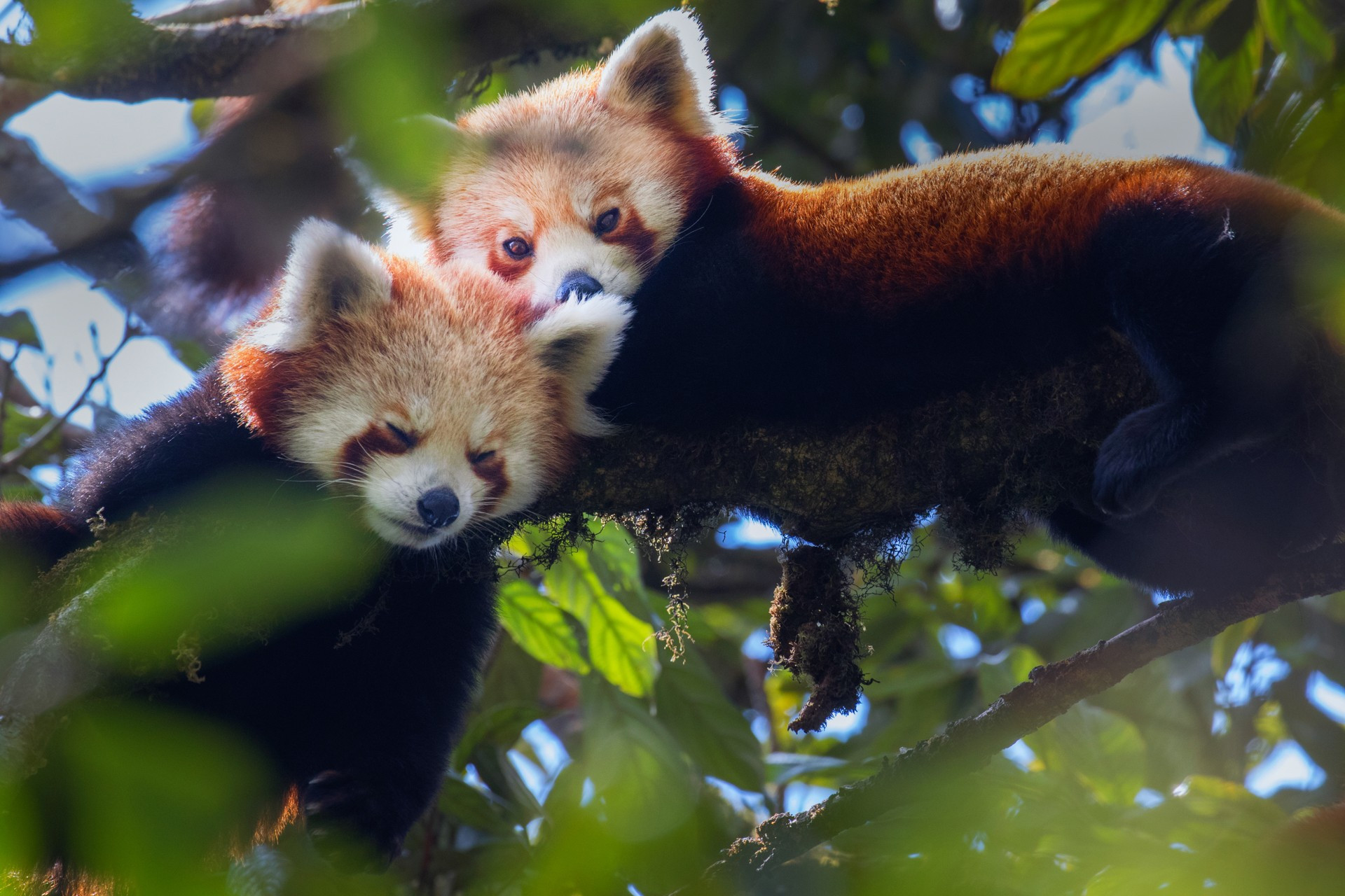 mother with cub | Nature Infocus