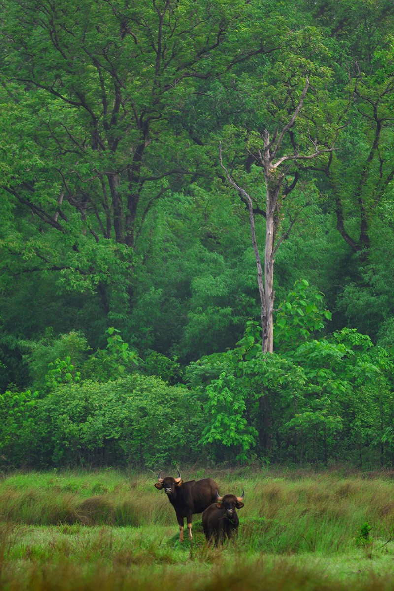    a painting | Nature Infocus