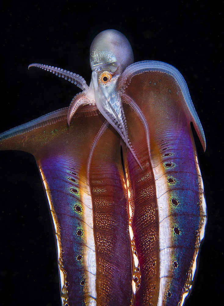 female Blanket Octopus