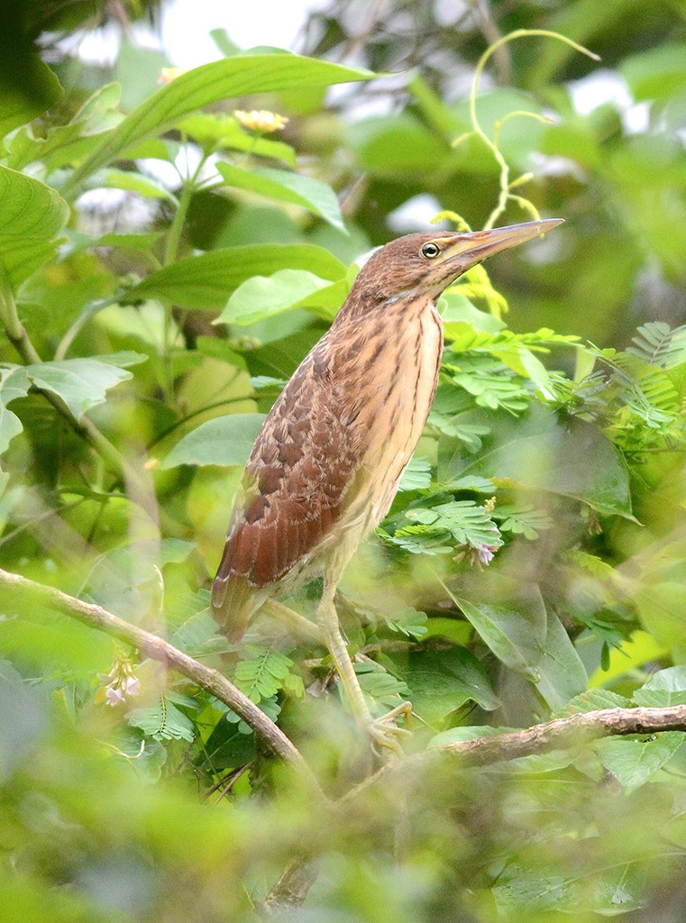 Cinnamon Bittern Ixobrychus cinnamomeus