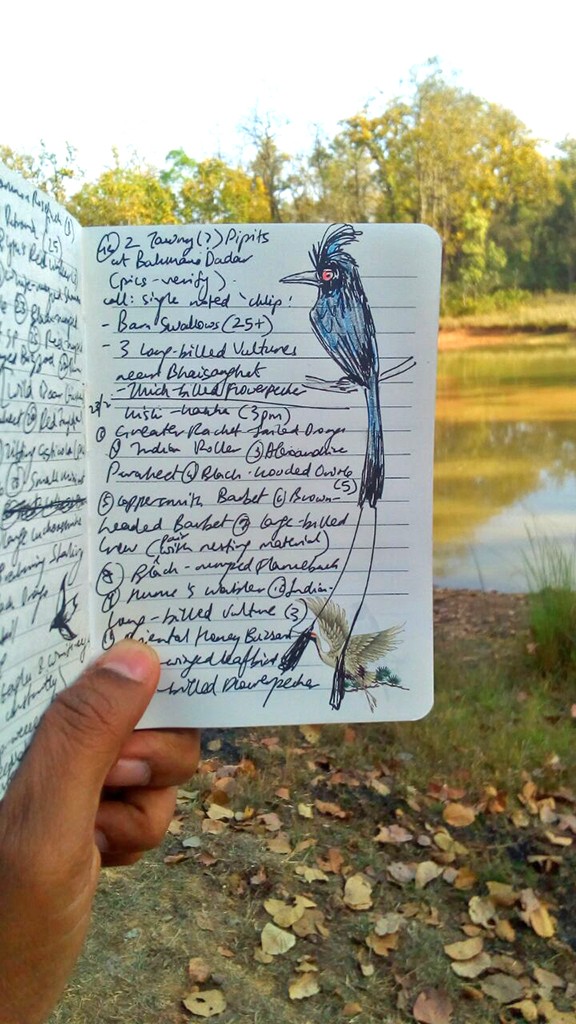 Rohan drongo - 10 Jobs That Allow You To Work With Nature | Nature inFocus