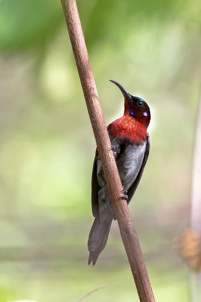 Vigors's Sunbird Aethopyga vigorsii endemic to the Western Ghats