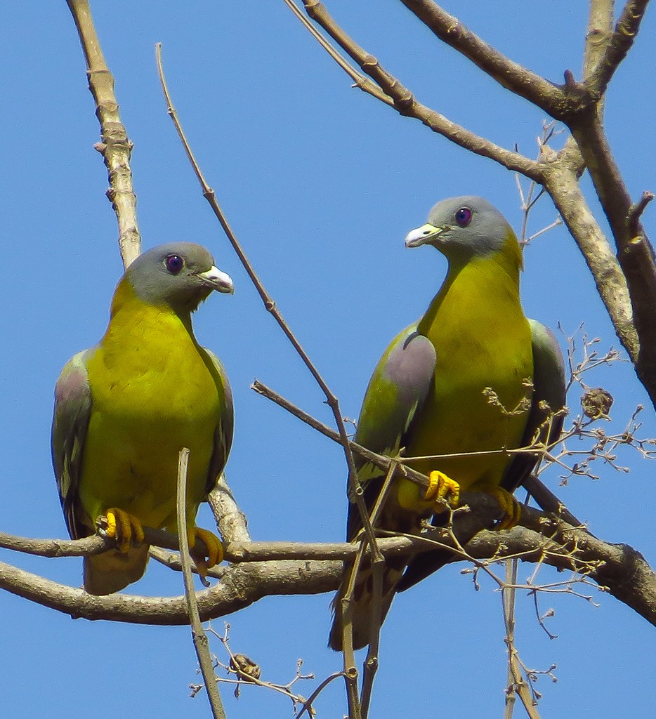 Yellow-footed Green Pigeon Treron phoenicoptera
