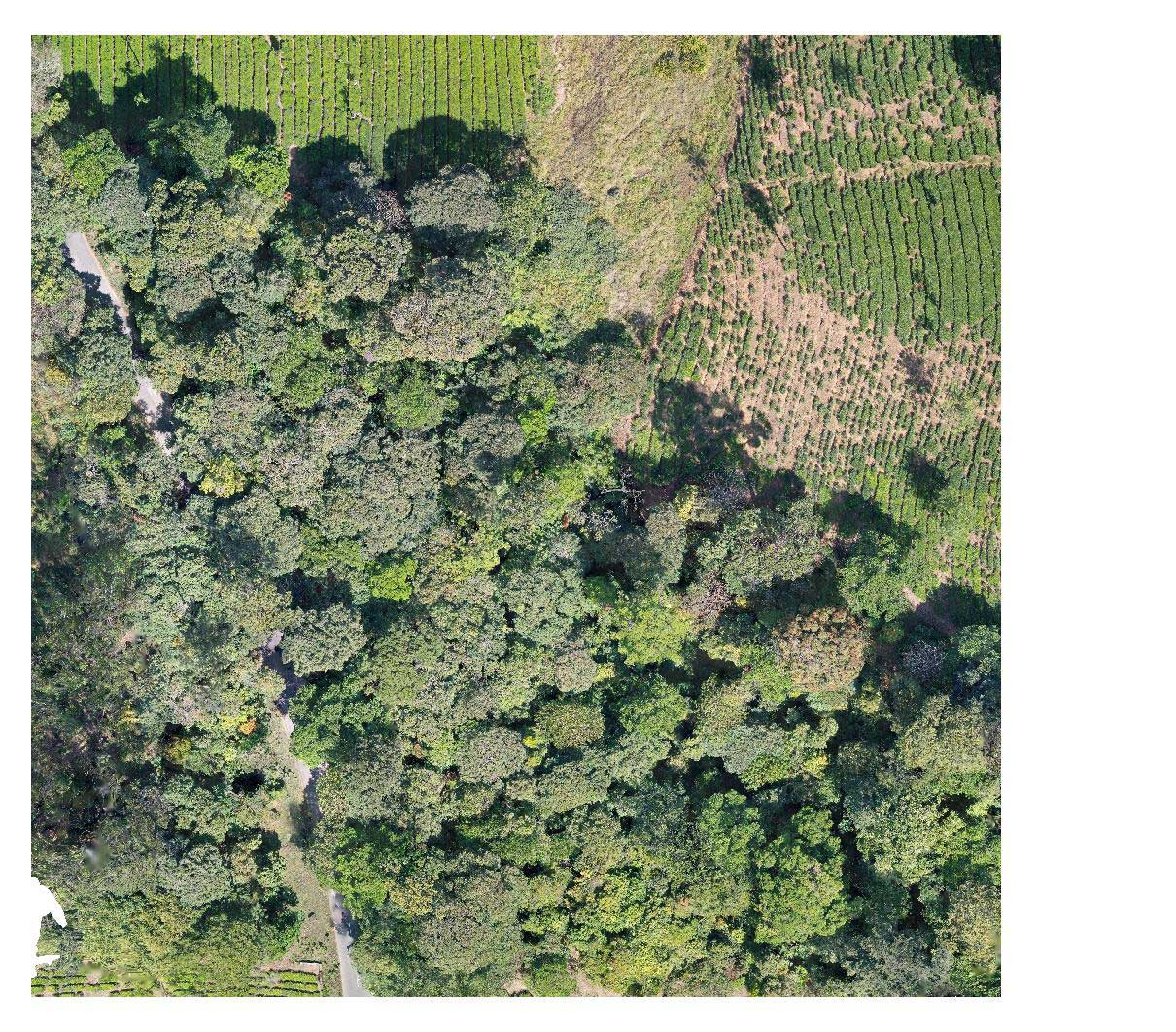 Drone trueColor | Nature Infocus