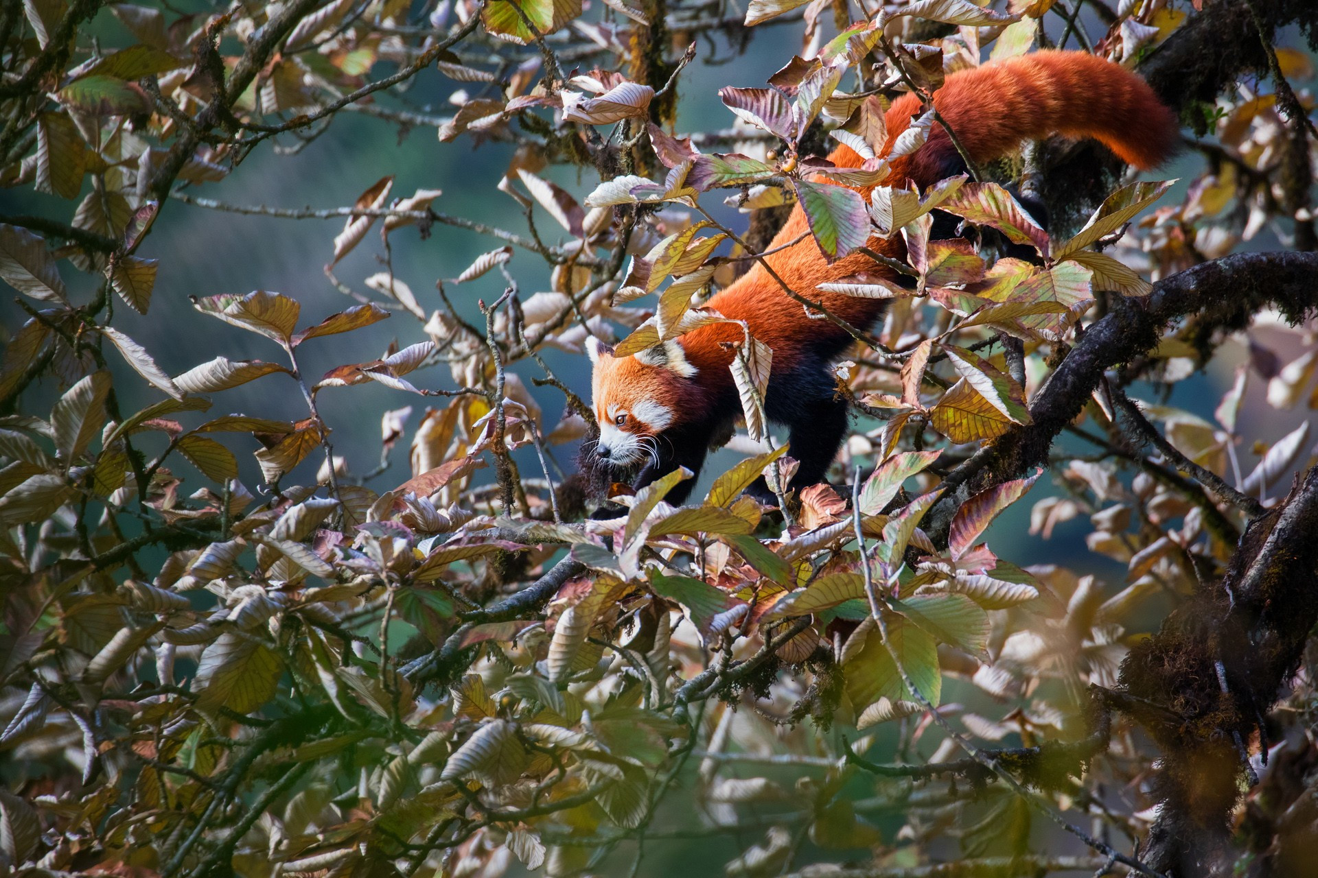 portrait in fruiting tree sorbus | Nature Infocus