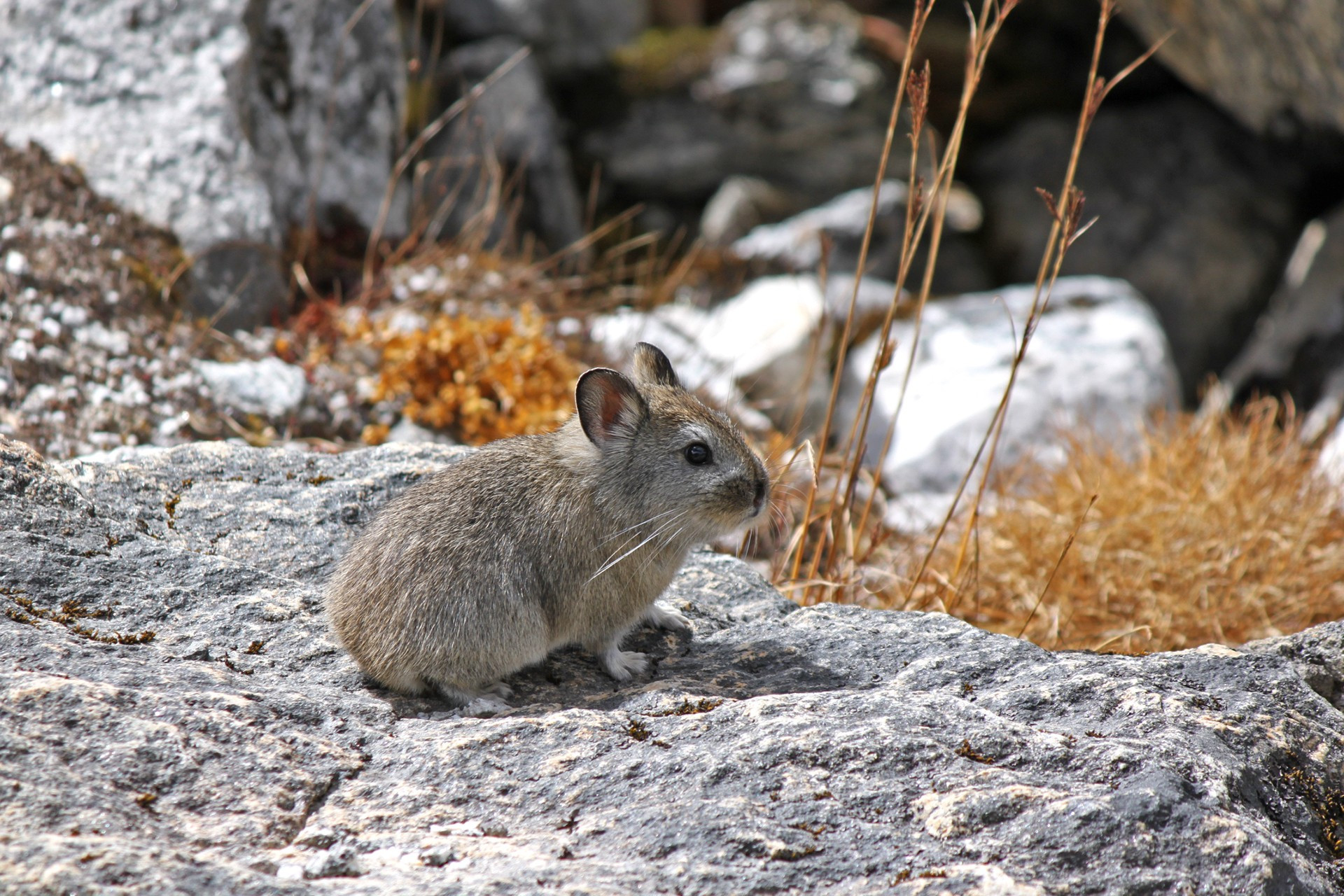 Pika in the Himalayas