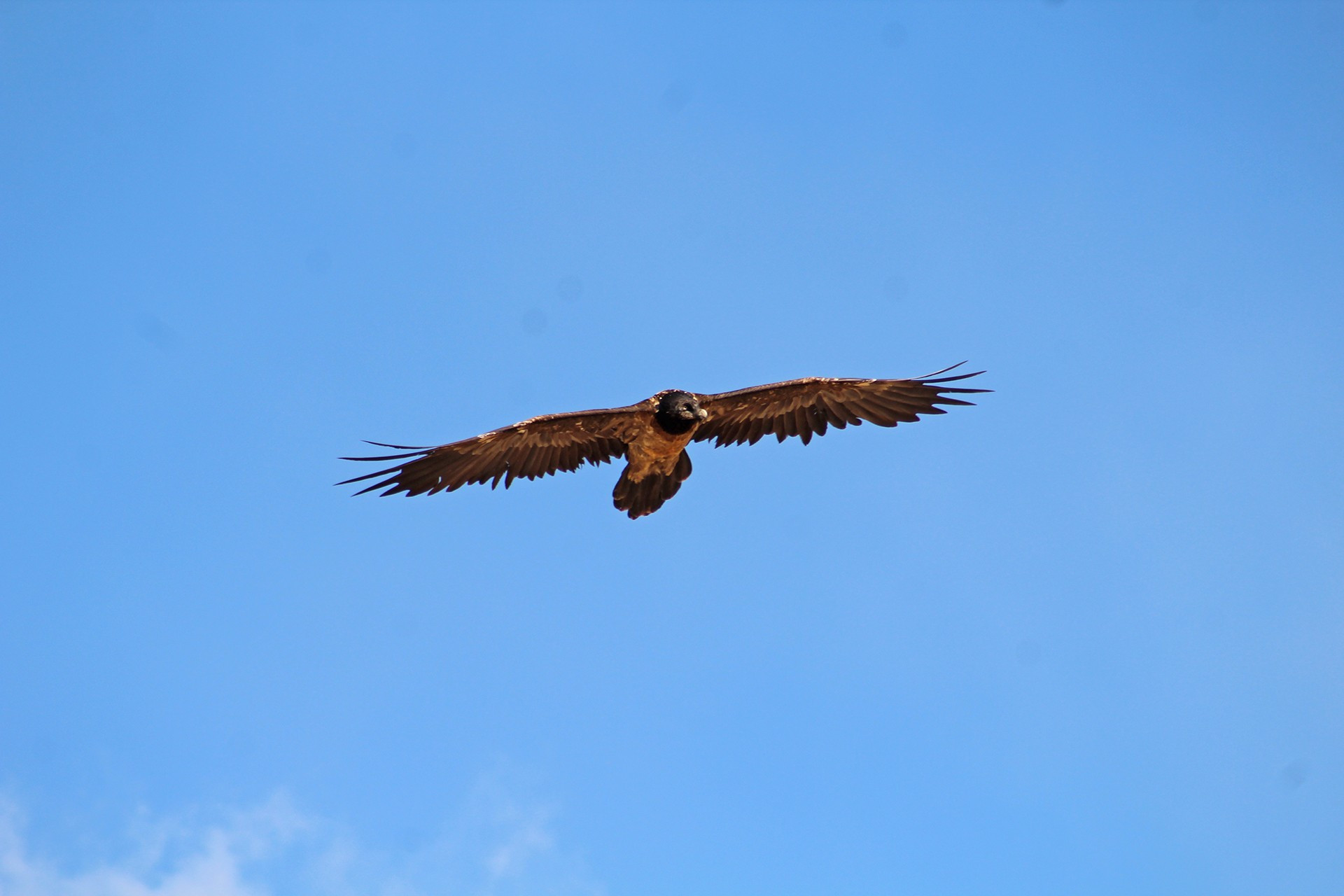 Lammergeiers or Bearded Vultures Gypaetus barbatus
