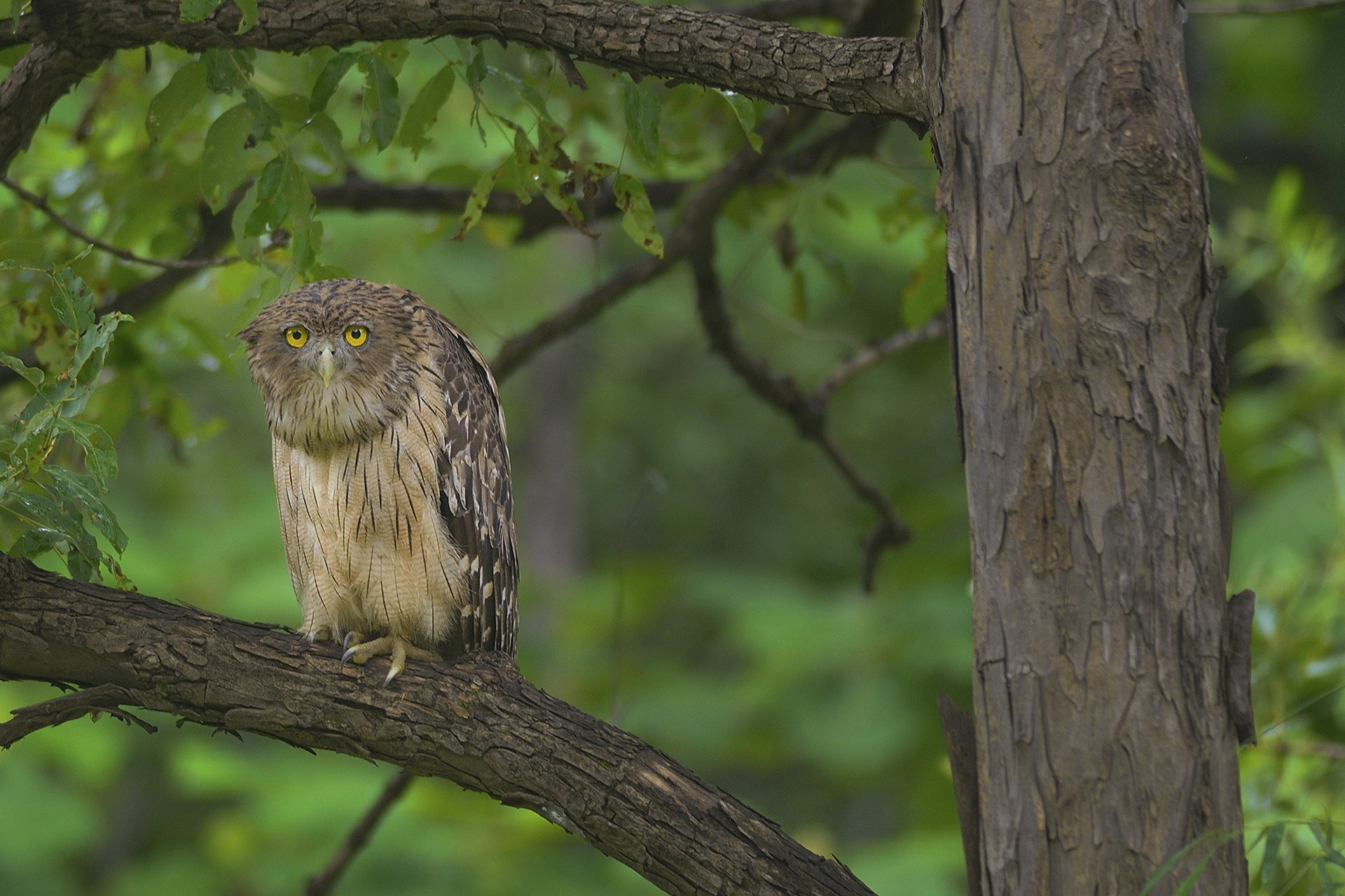    brownfishowl dsc     | Nature Infocus