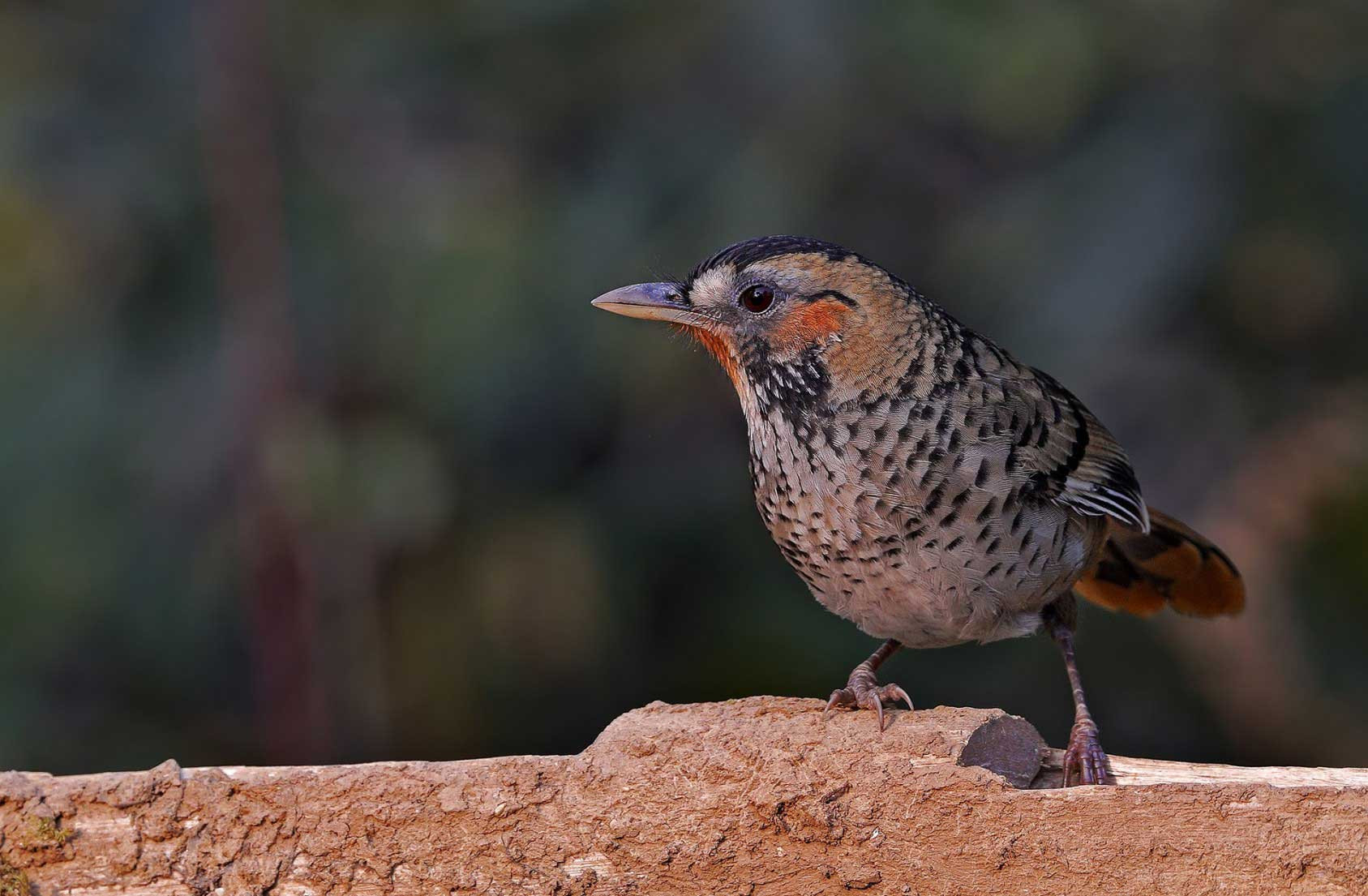 Rufous-chinned Laughingthrush (Garrulax rufogularis)