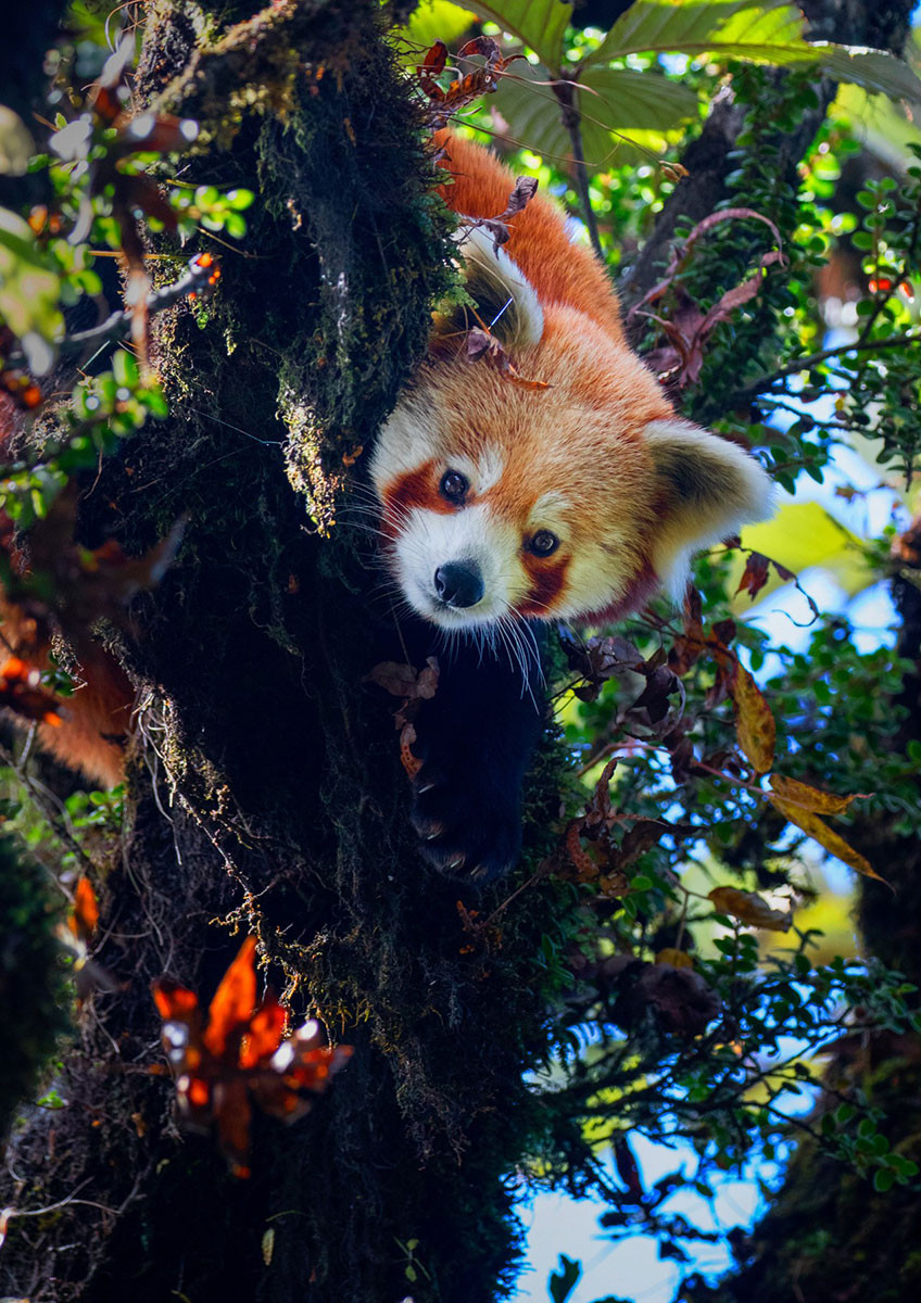 v portrait | Nature Infocus