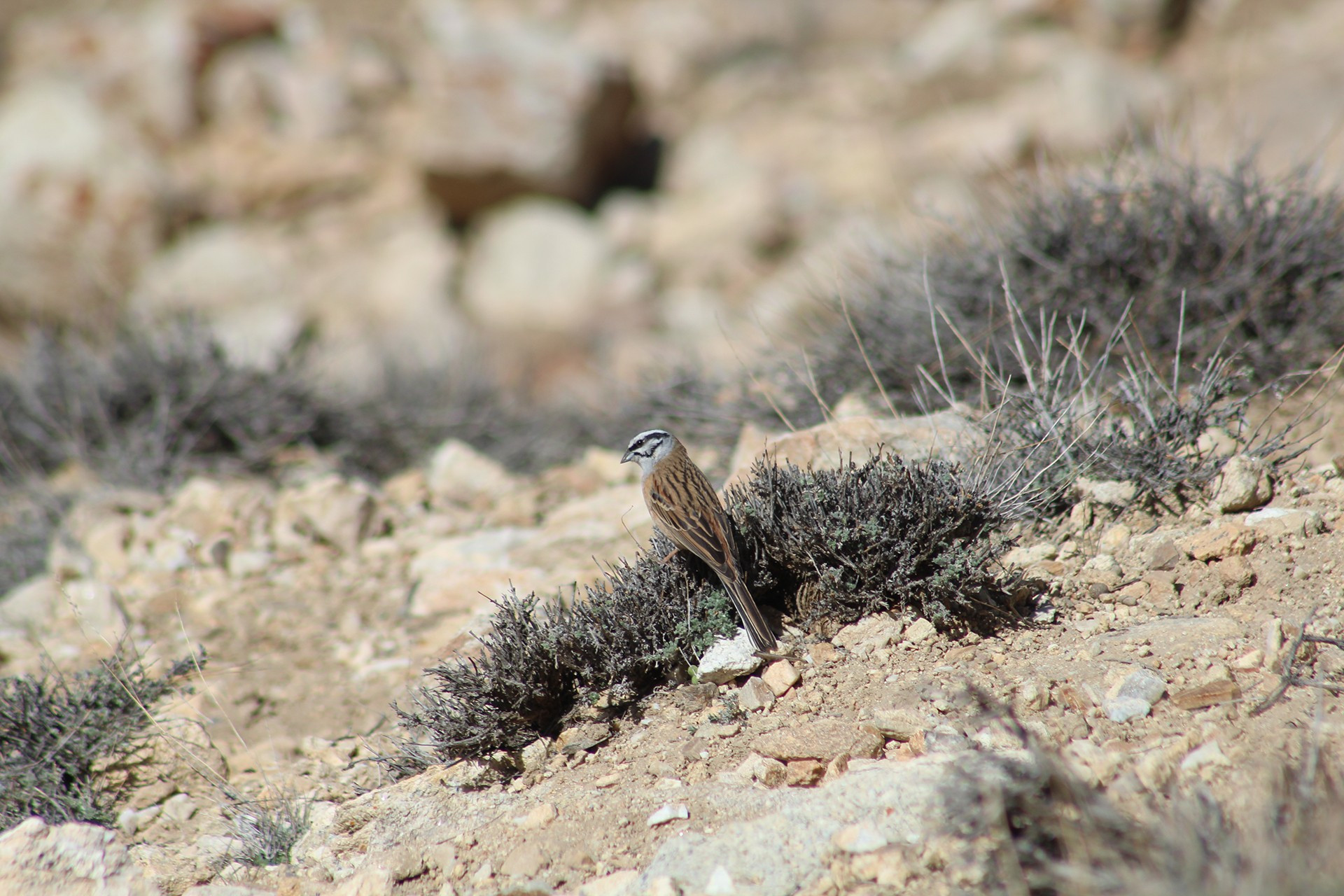 Rock Bunting Emberiza cia