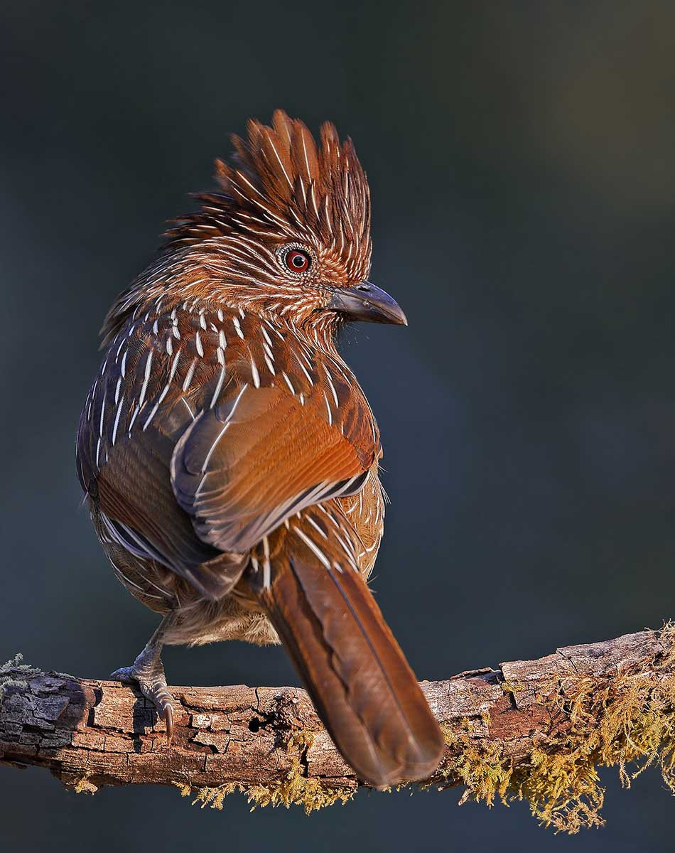 Striated Laughingthrush (Garrulax striatus)