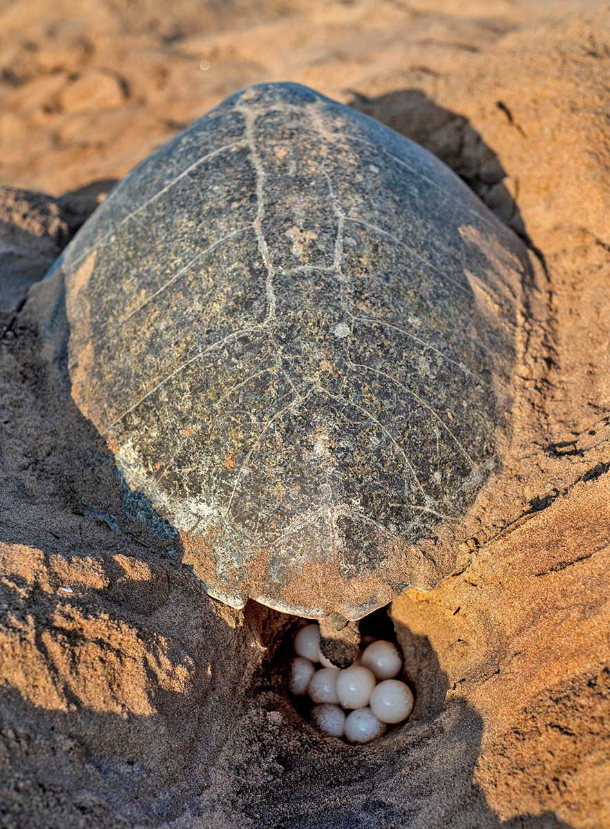 Olive Ridley Sea Turtle laying eggs